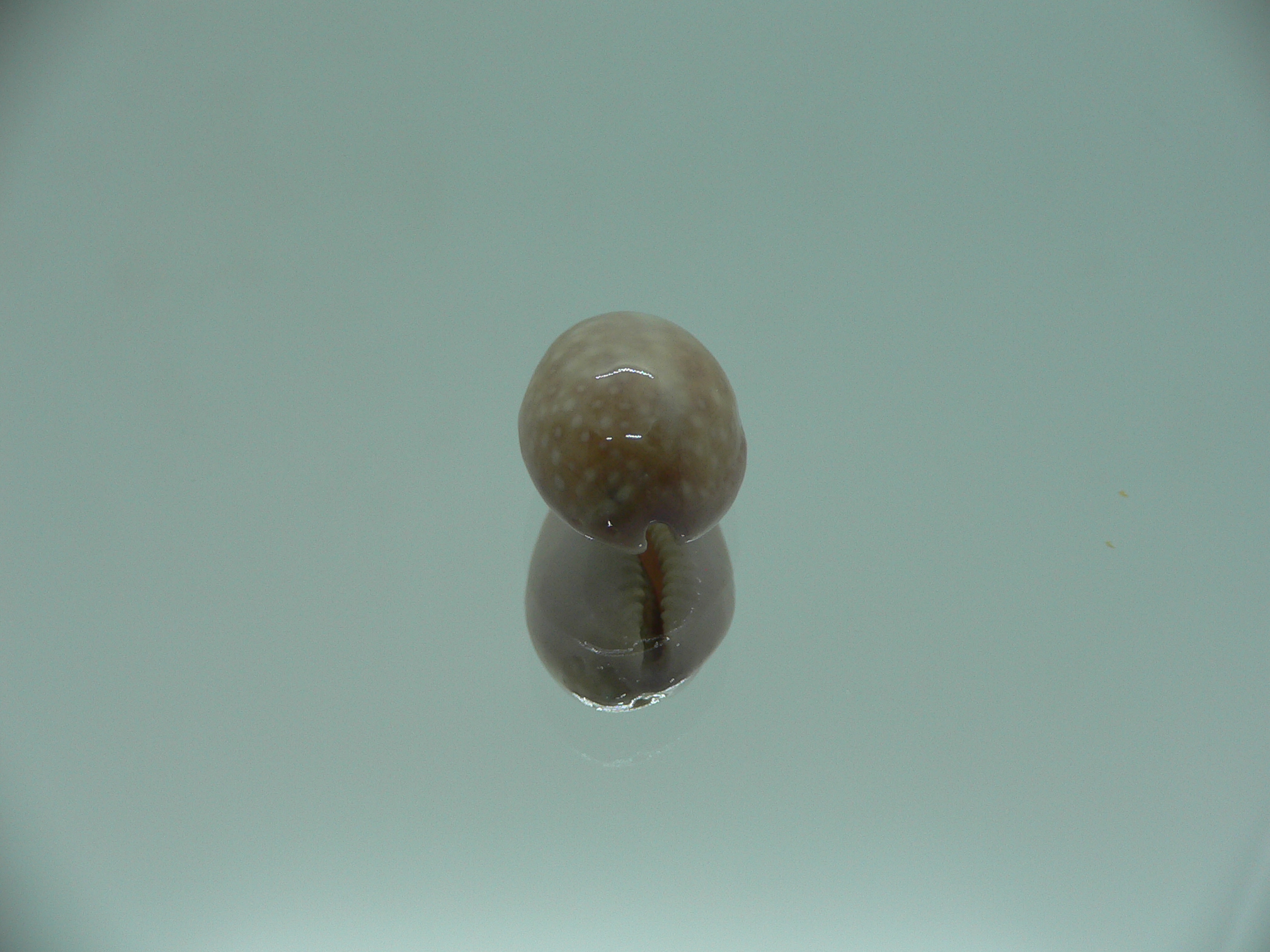 Cypraea poraria IDEAL