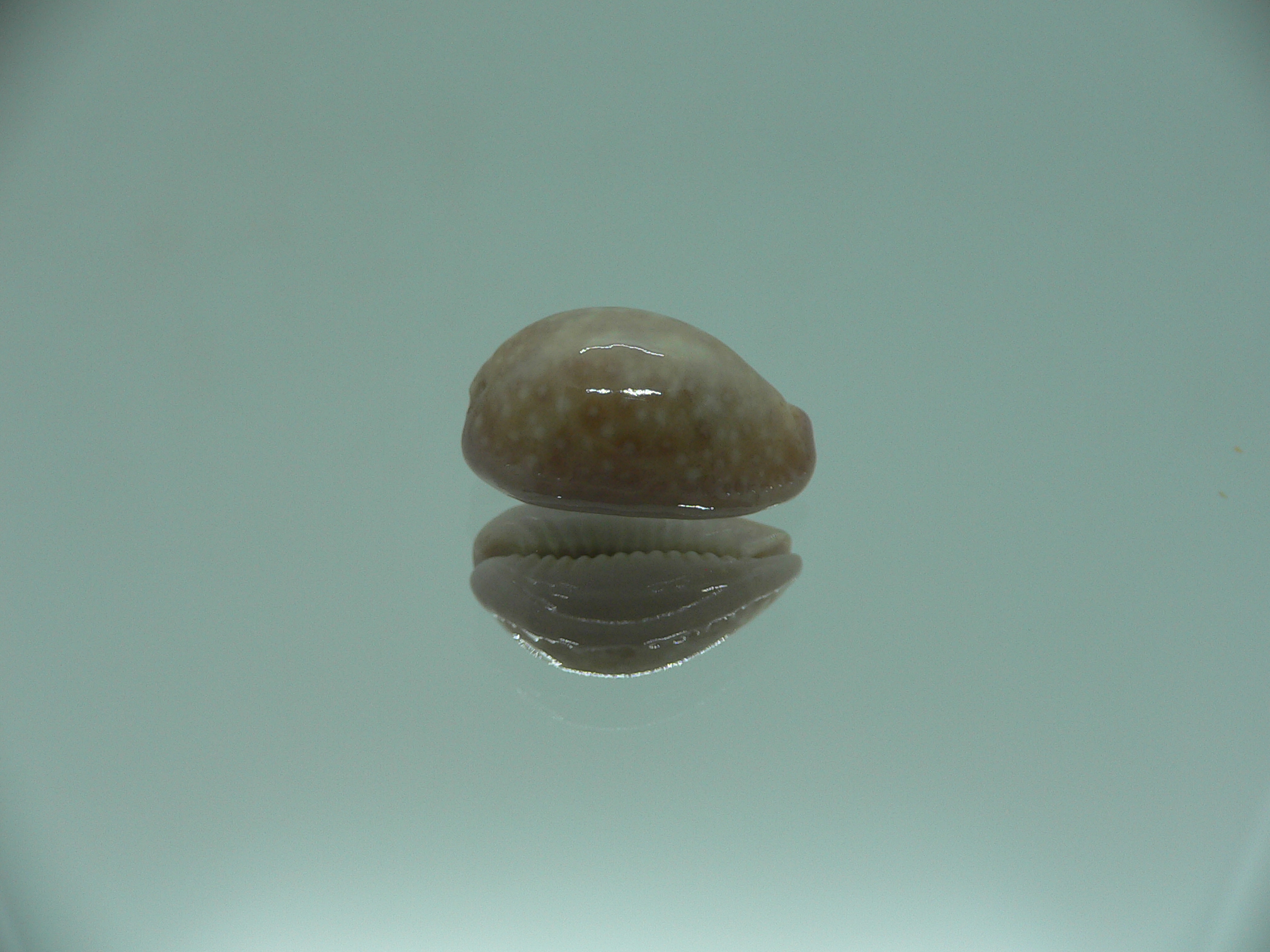 Cypraea poraria IDEAL