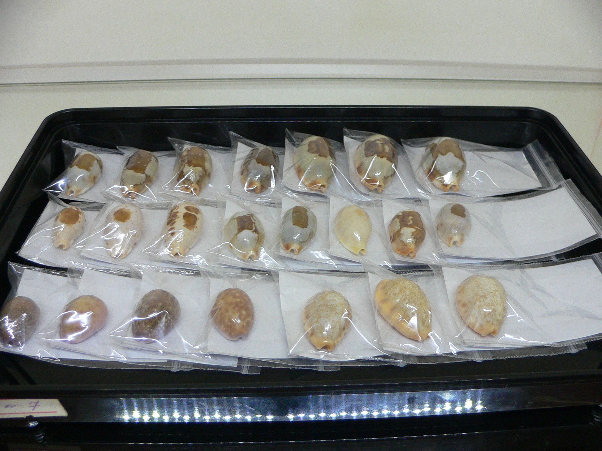 Cypraea poraria IDEAL