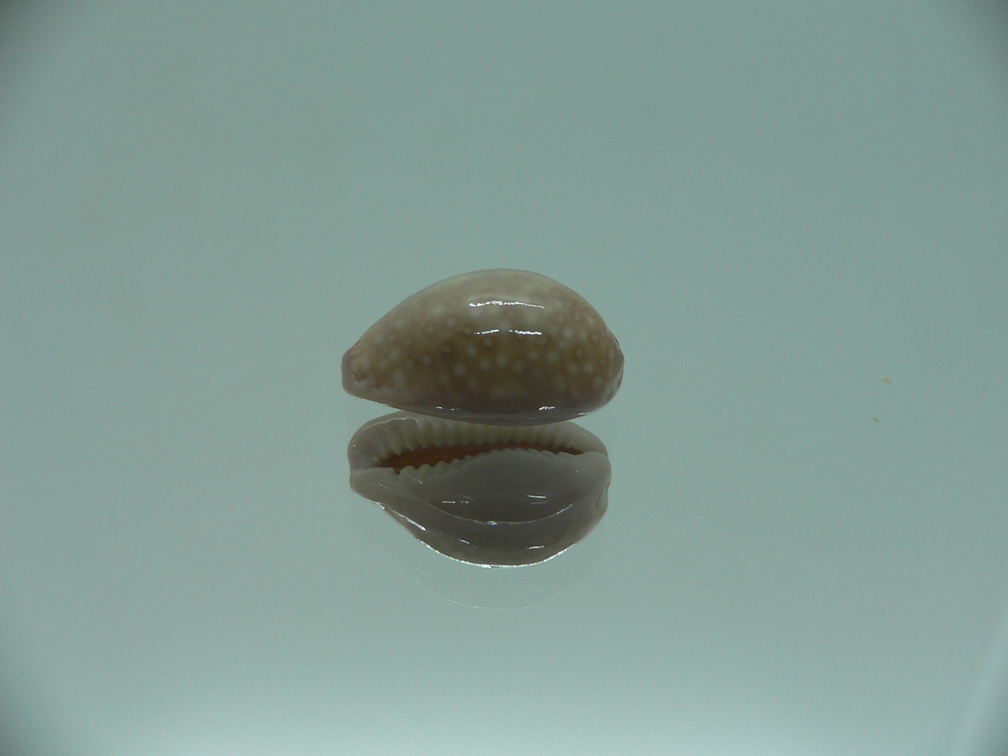 Cypraea poraria IDEAL