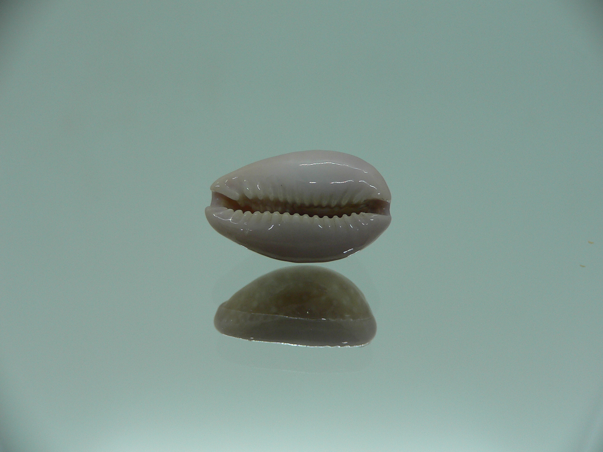 Cypraea poraria IDEAL
