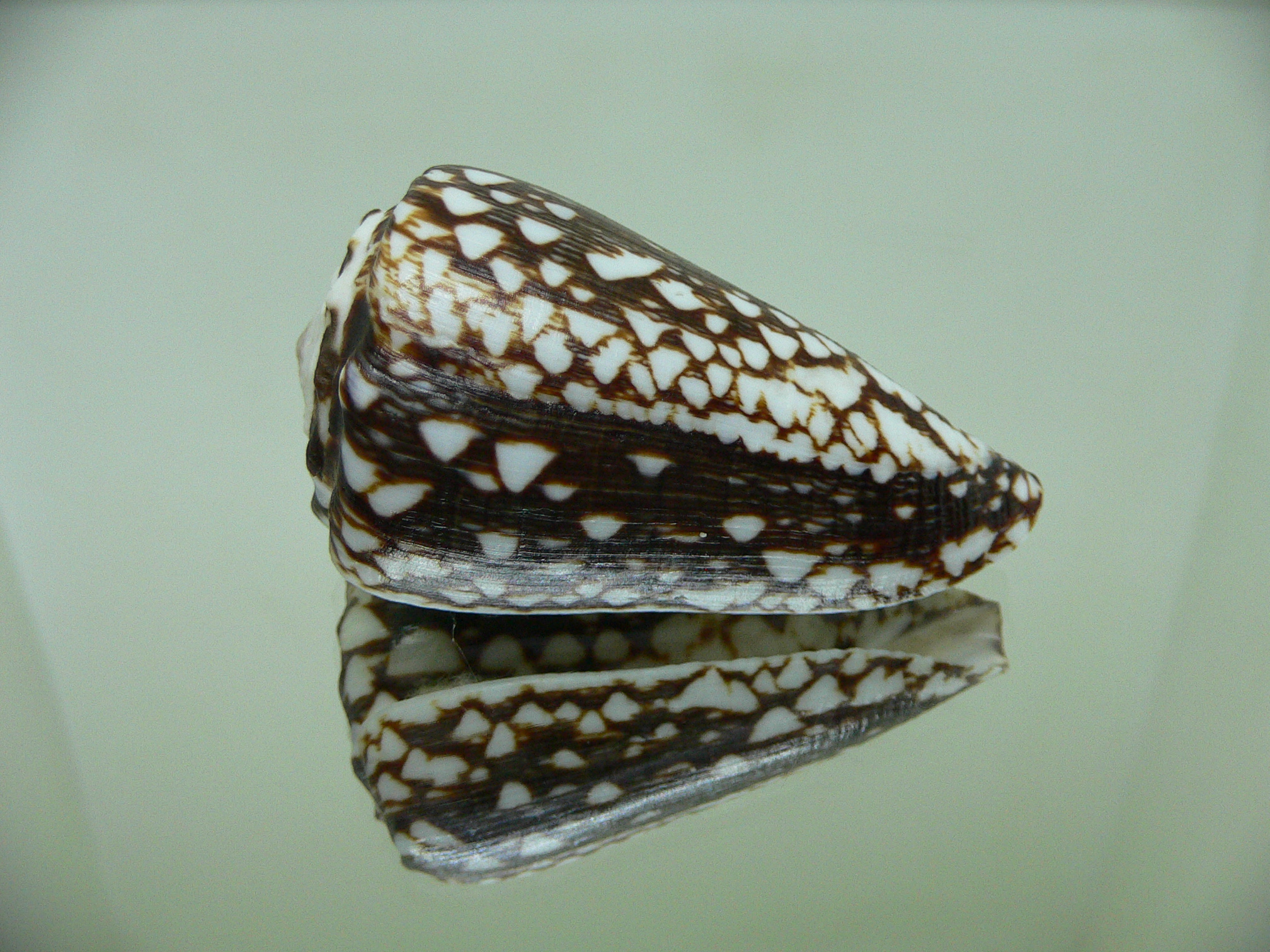 Conus marmoreus crosseanus (var,) ENDEMIC & DARK