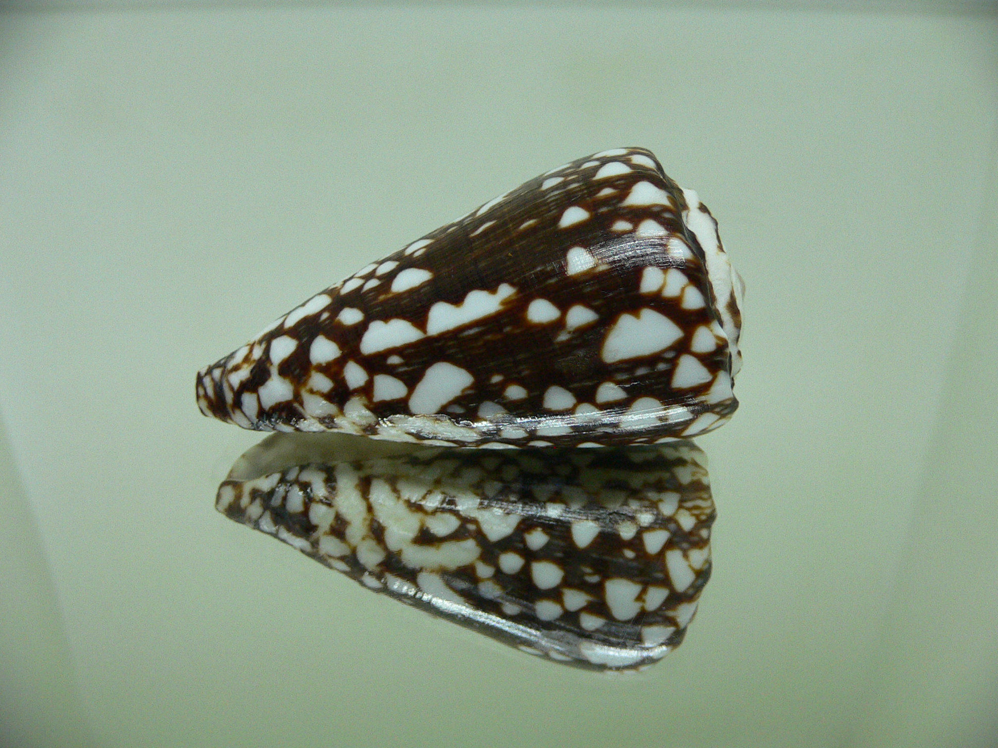 Conus marmoreus crosseanus (var,) ENDEMIC & DARK