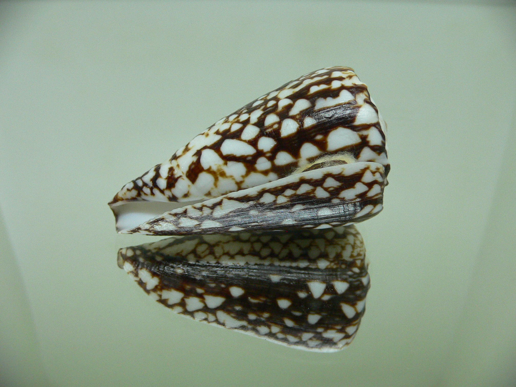 Conus marmoreus crosseanus (var,) ENDEMIC & DARK