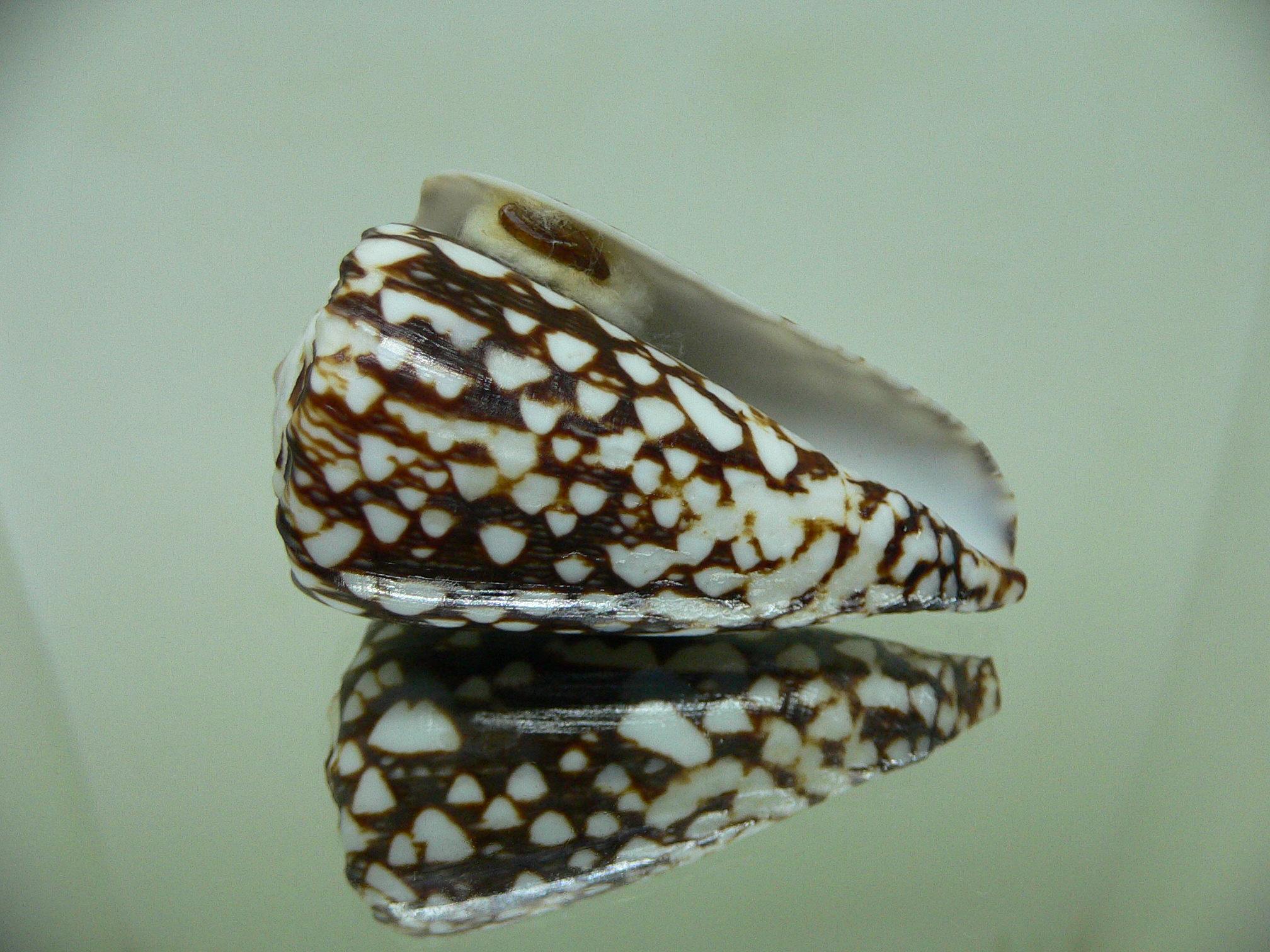 Conus marmoreus crosseanus (var,) ENDEMIC & DARK