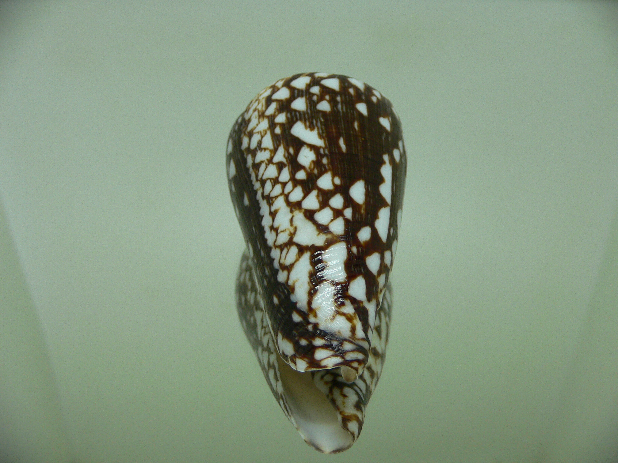 Conus marmoreus crosseanus (var,) ENDEMIC & DARK