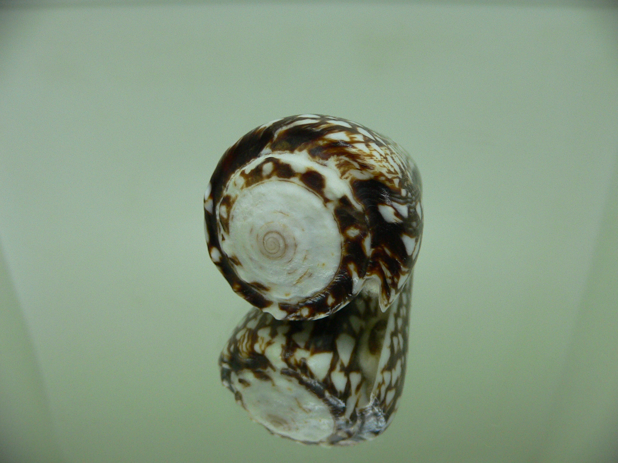 Conus marmoreus crosseanus (var,) ENDEMIC & DARK