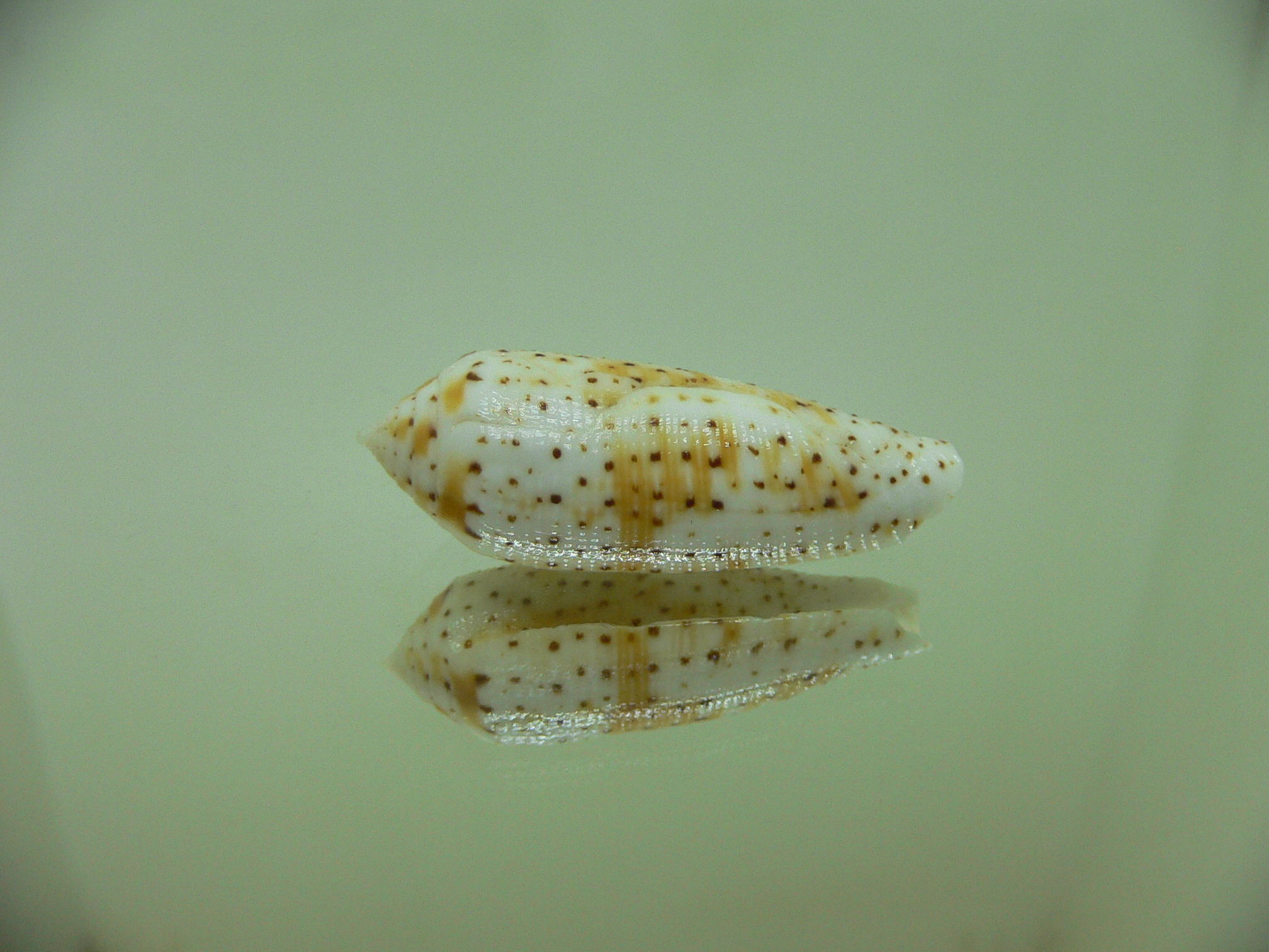 Conus nussatella