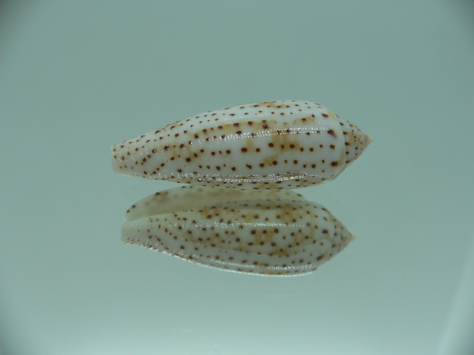 Conus nussatella