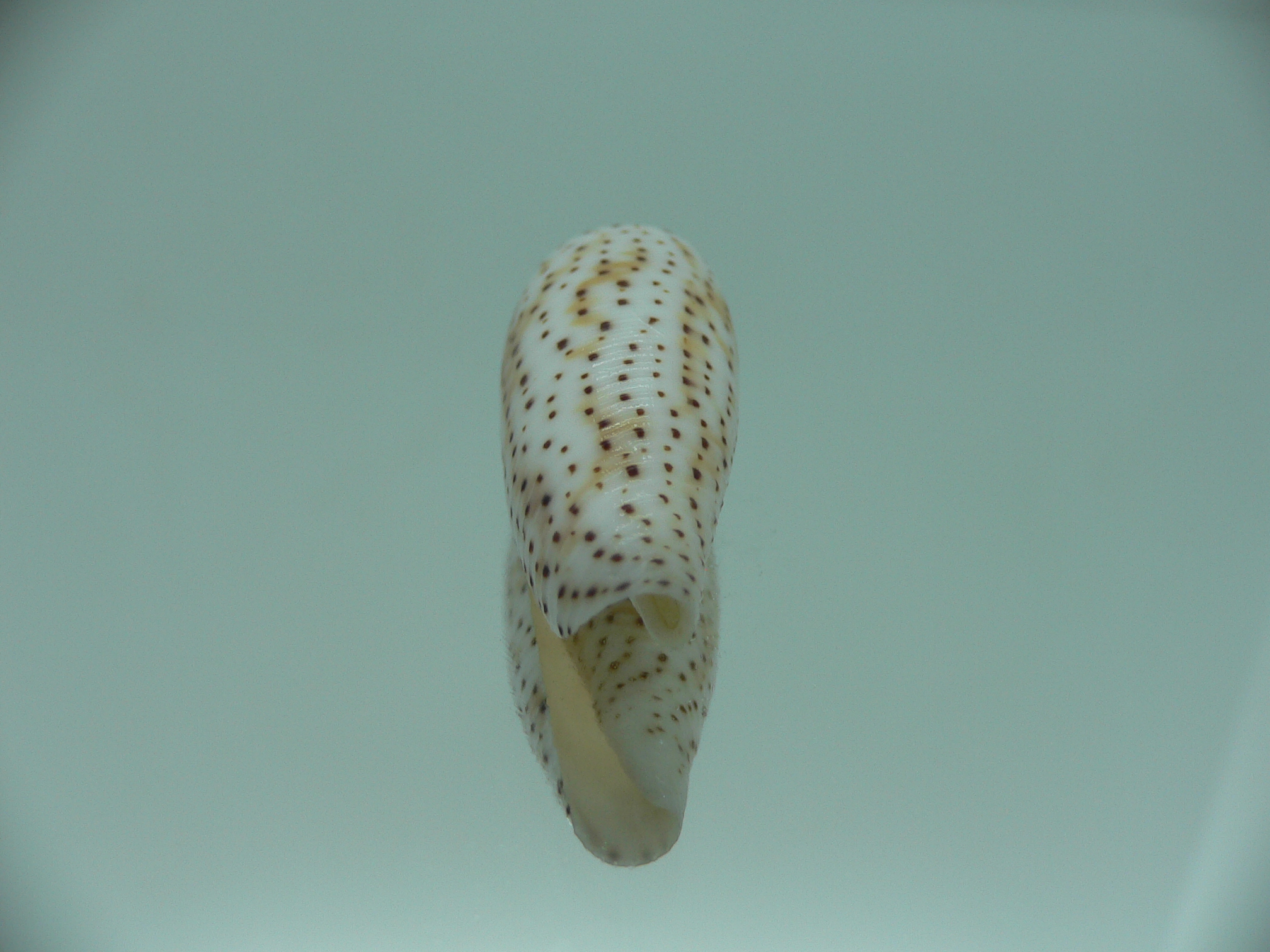 Conus nussatella
