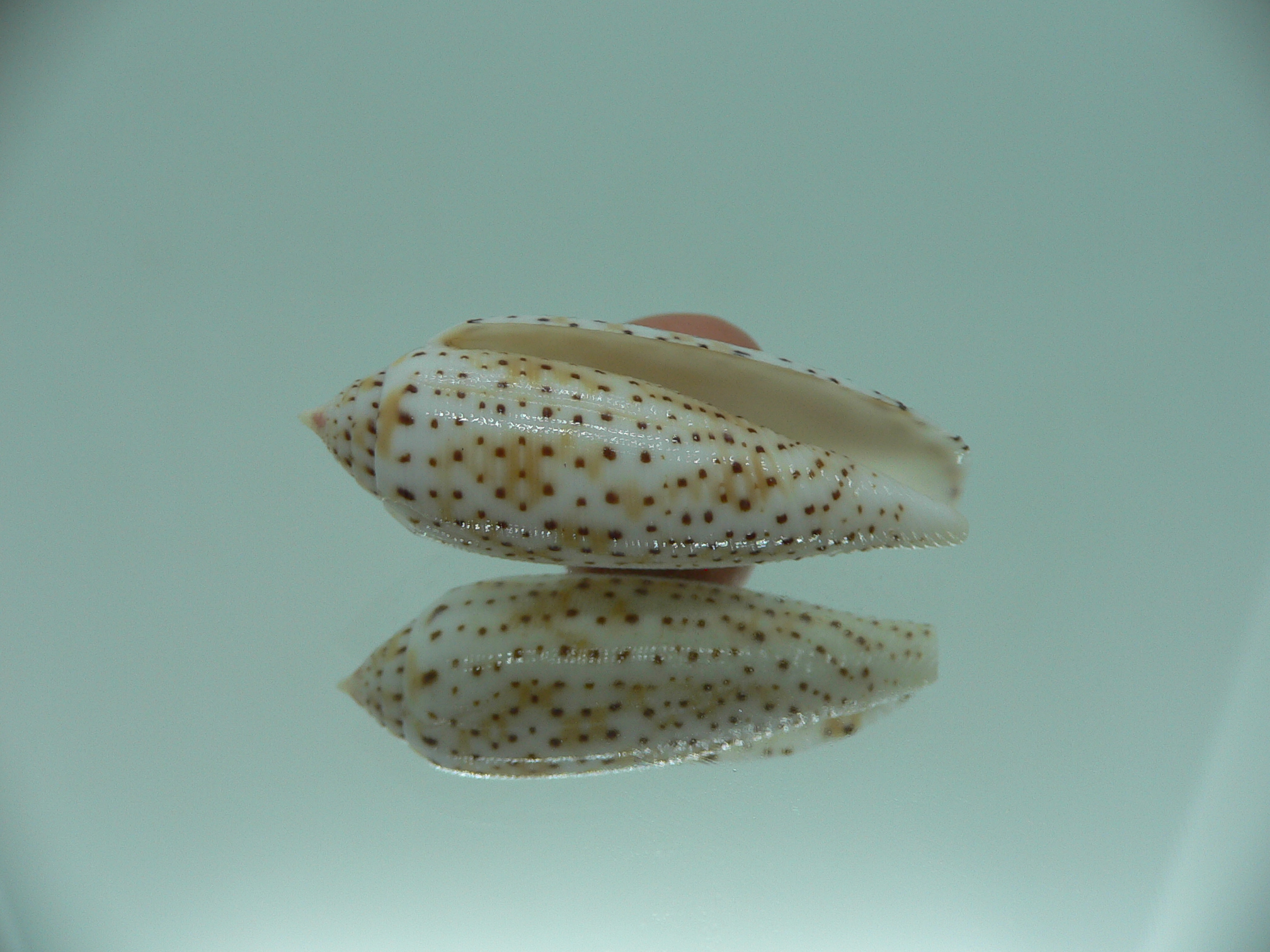 Conus nussatella