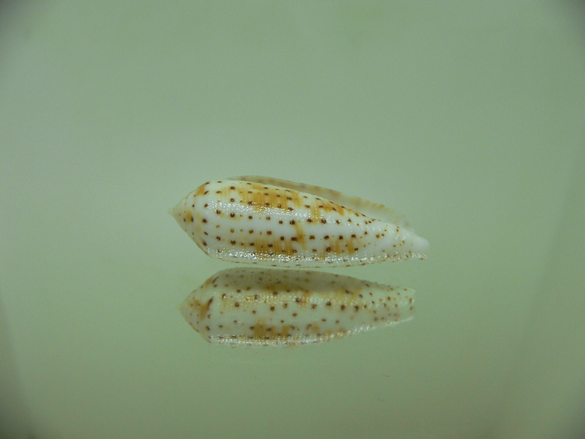 Conus nussatella