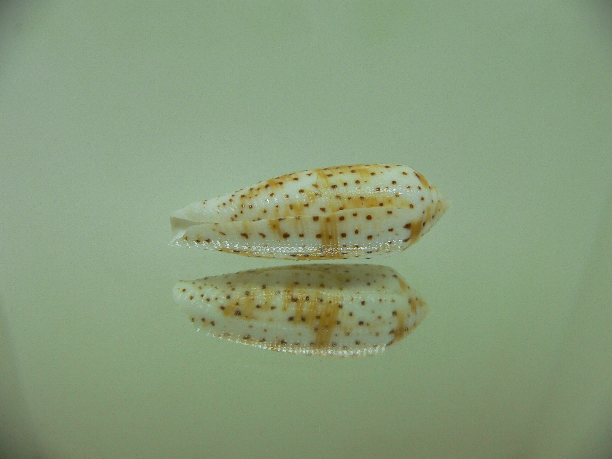 Conus nussatella