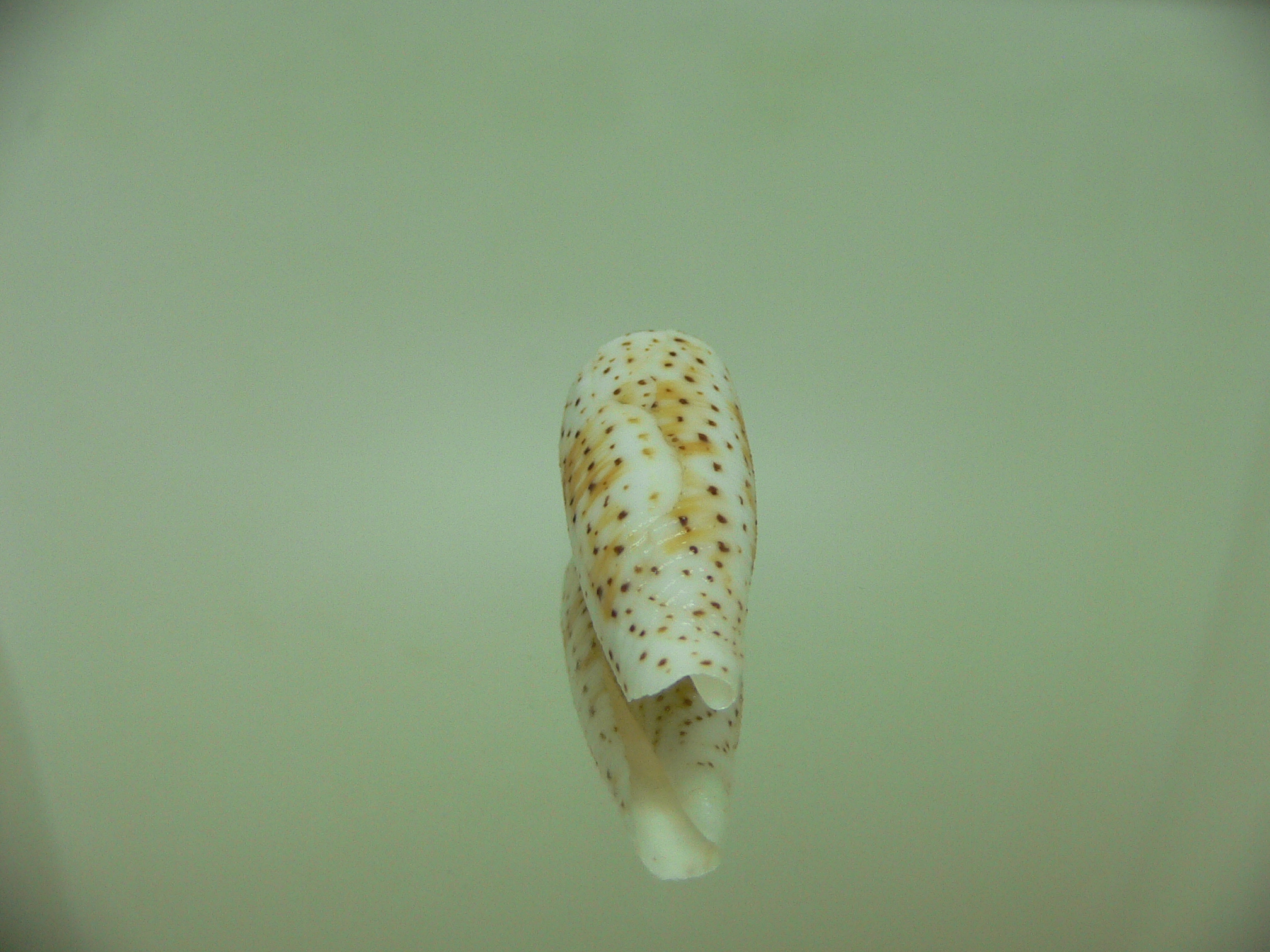 Conus nussatella