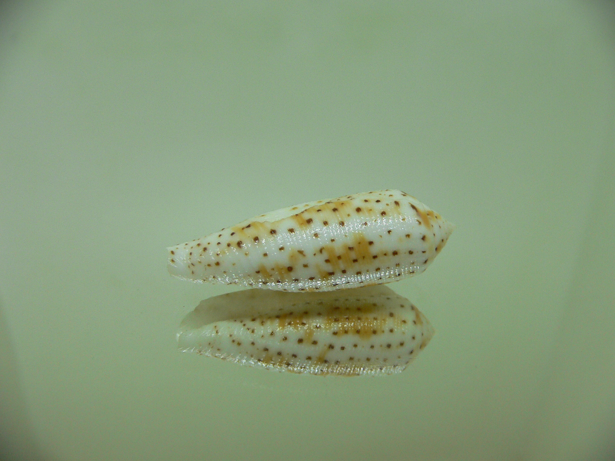 Conus nussatella