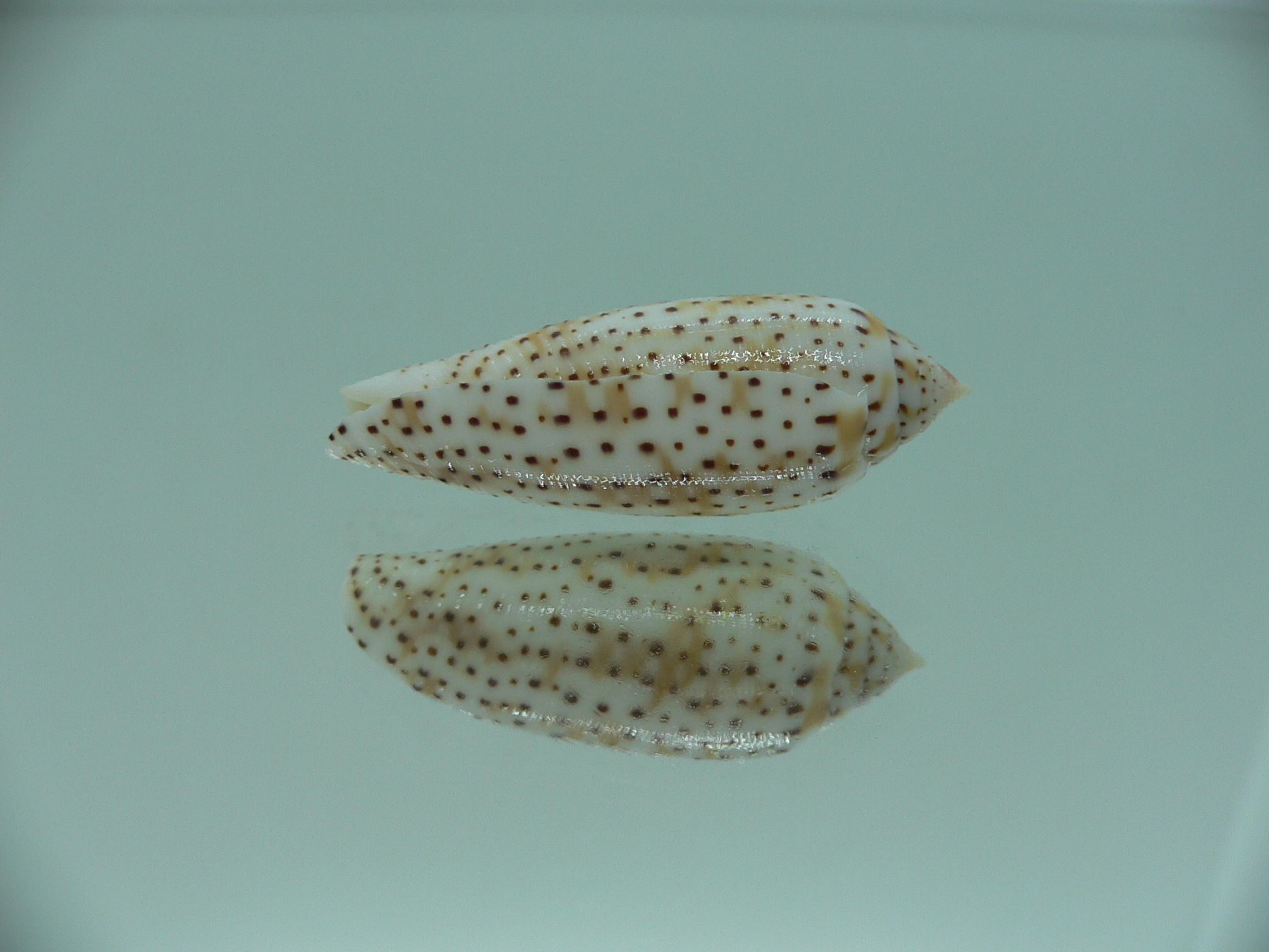 Conus nussatella
