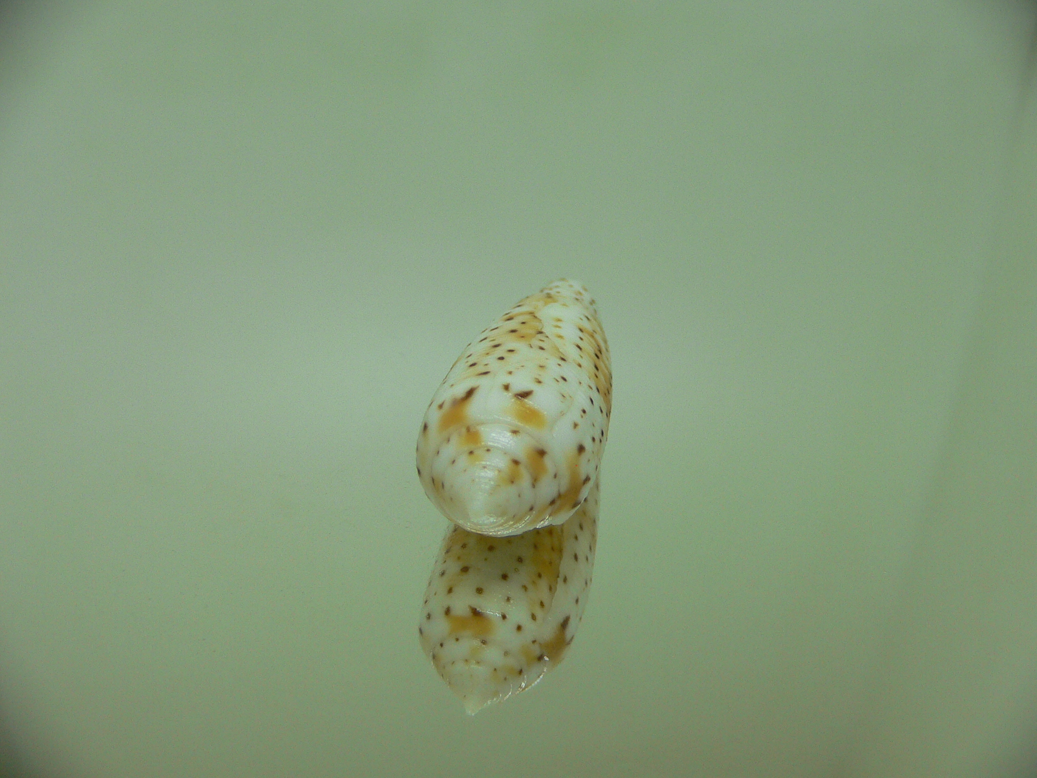 Conus nussatella