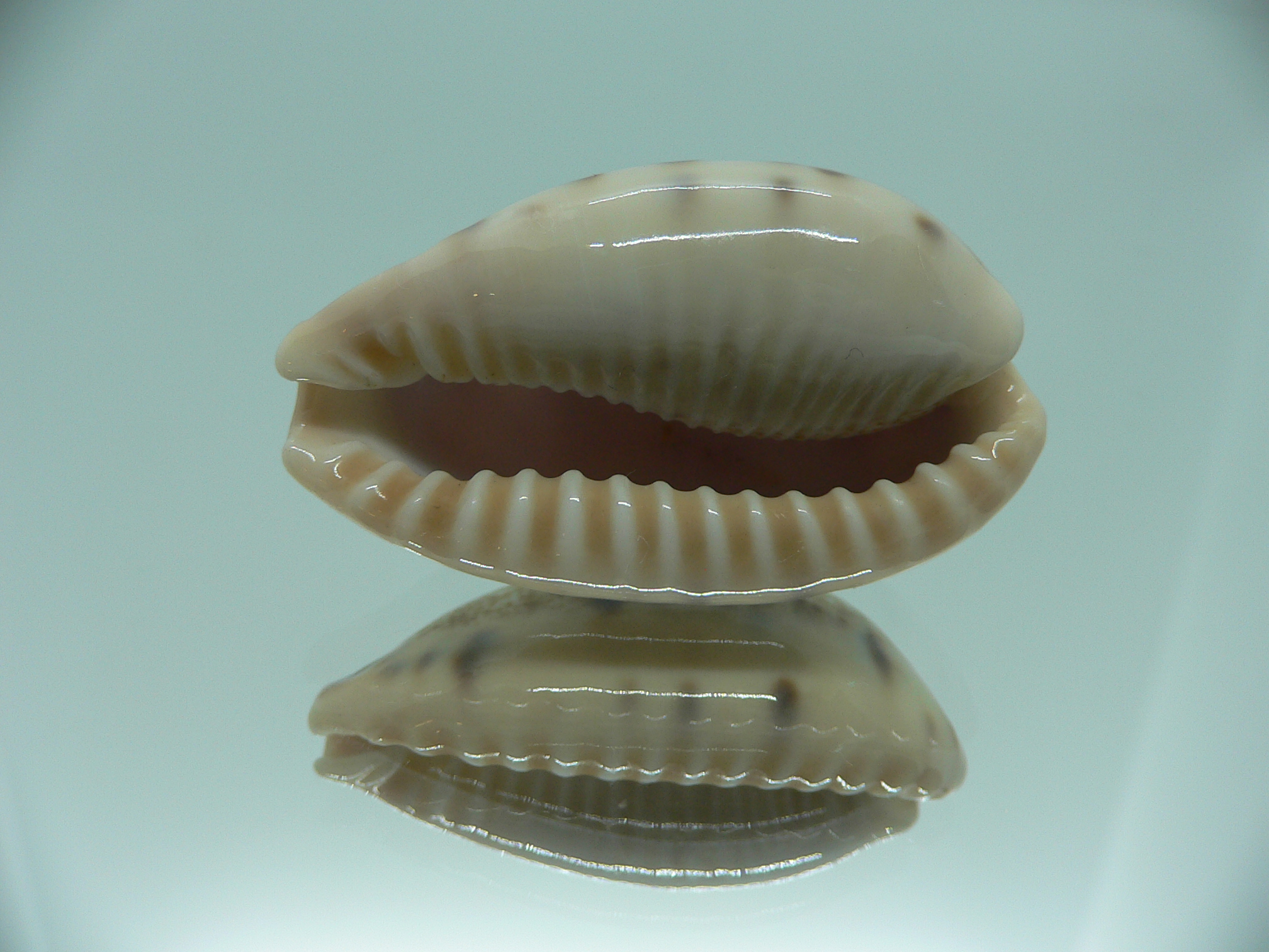 Cypraea caurica SP. & SUPER