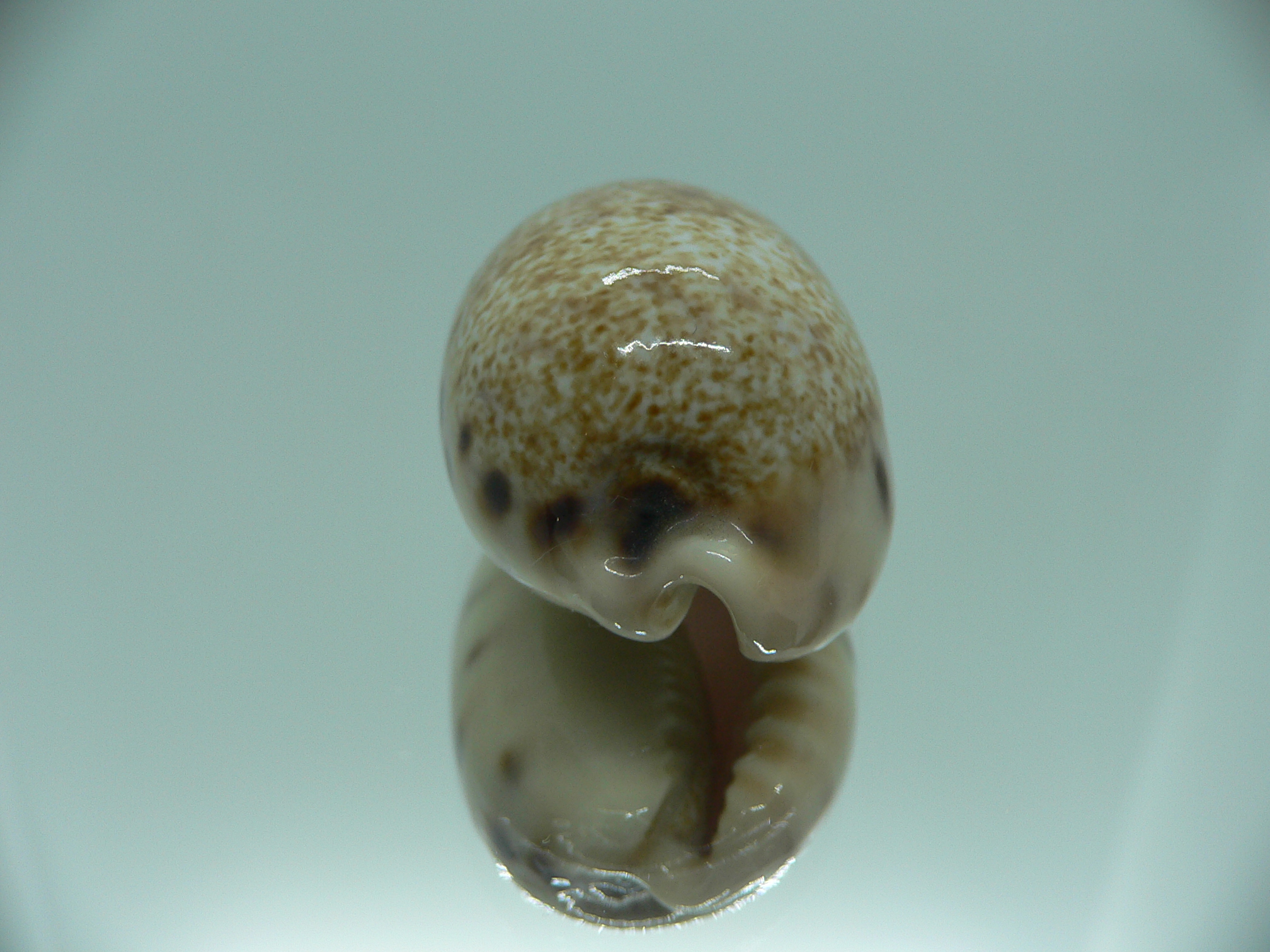 Cypraea caurica SP. & SUPER