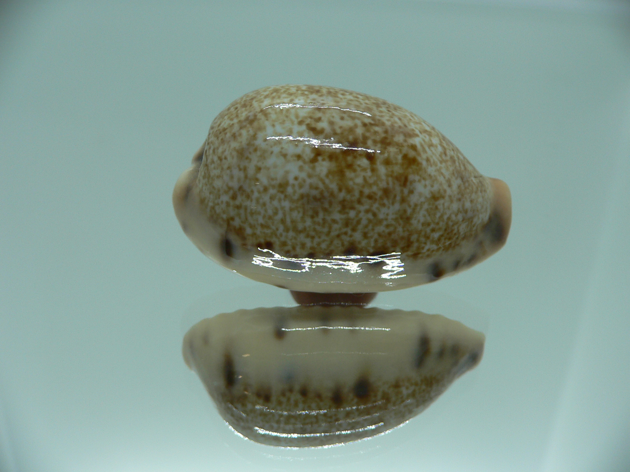 Cypraea caurica SP. & SUPER