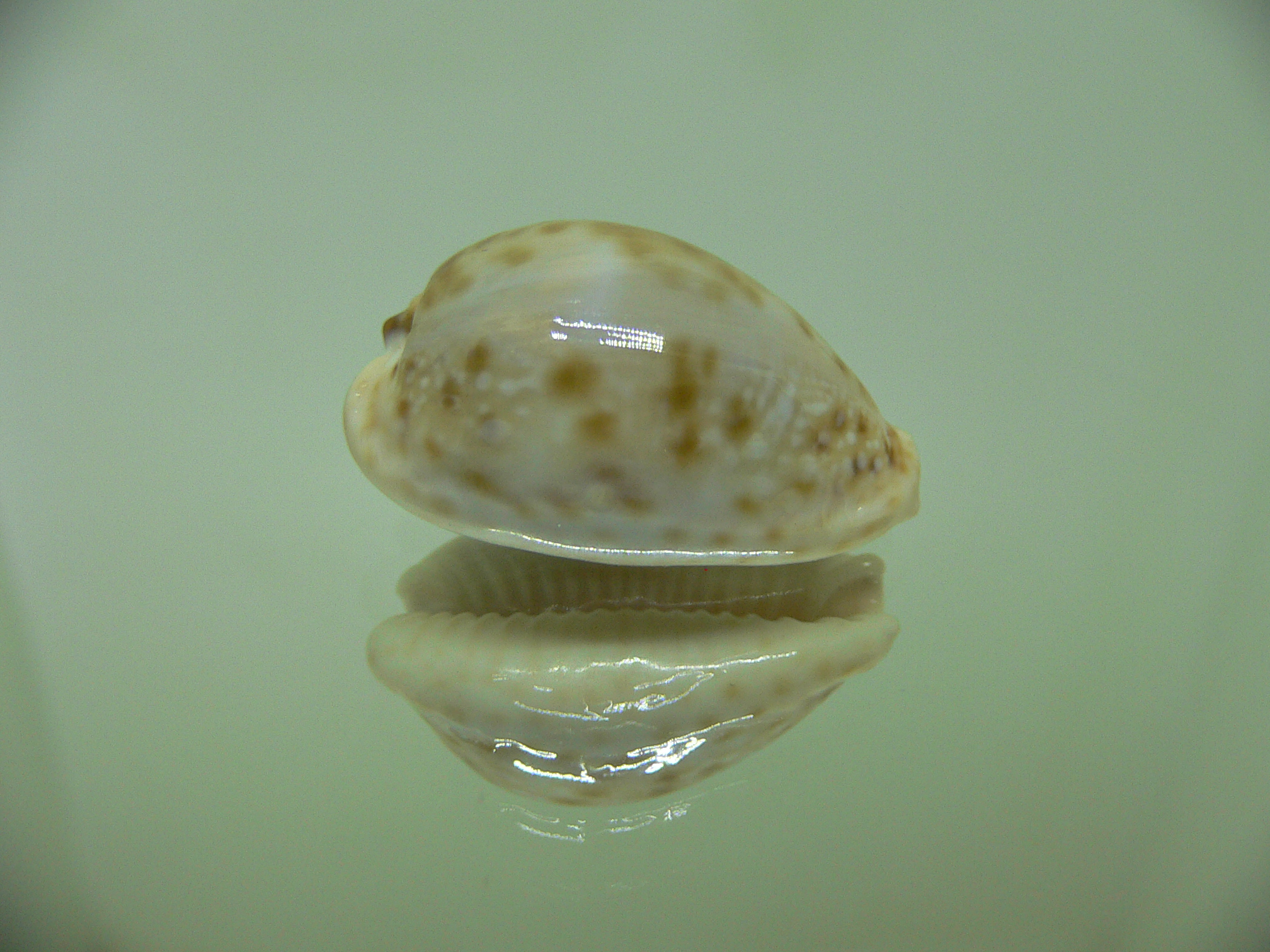 Cypraea marginalis BLUE