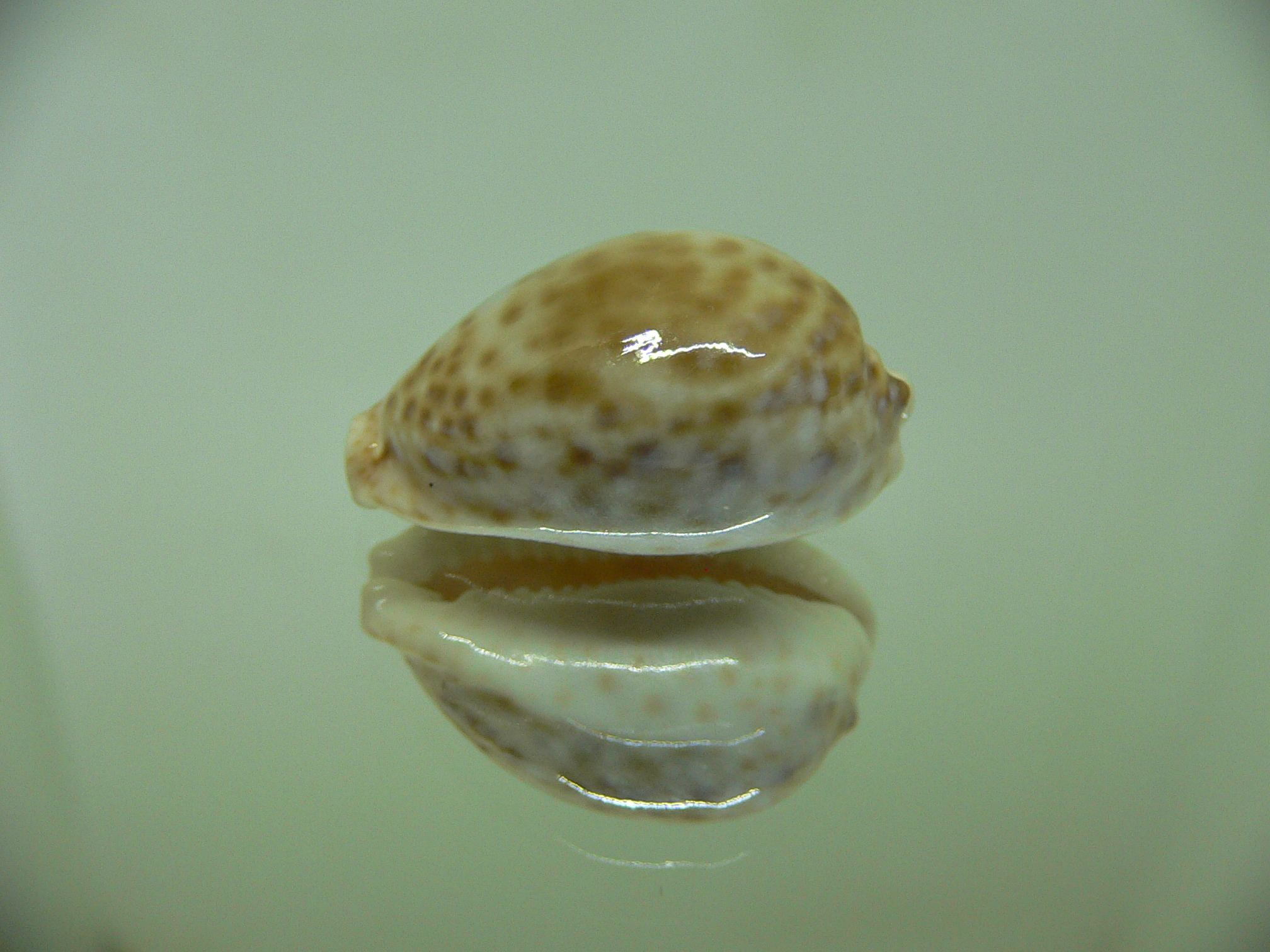 Cypraea marginalis BLUE