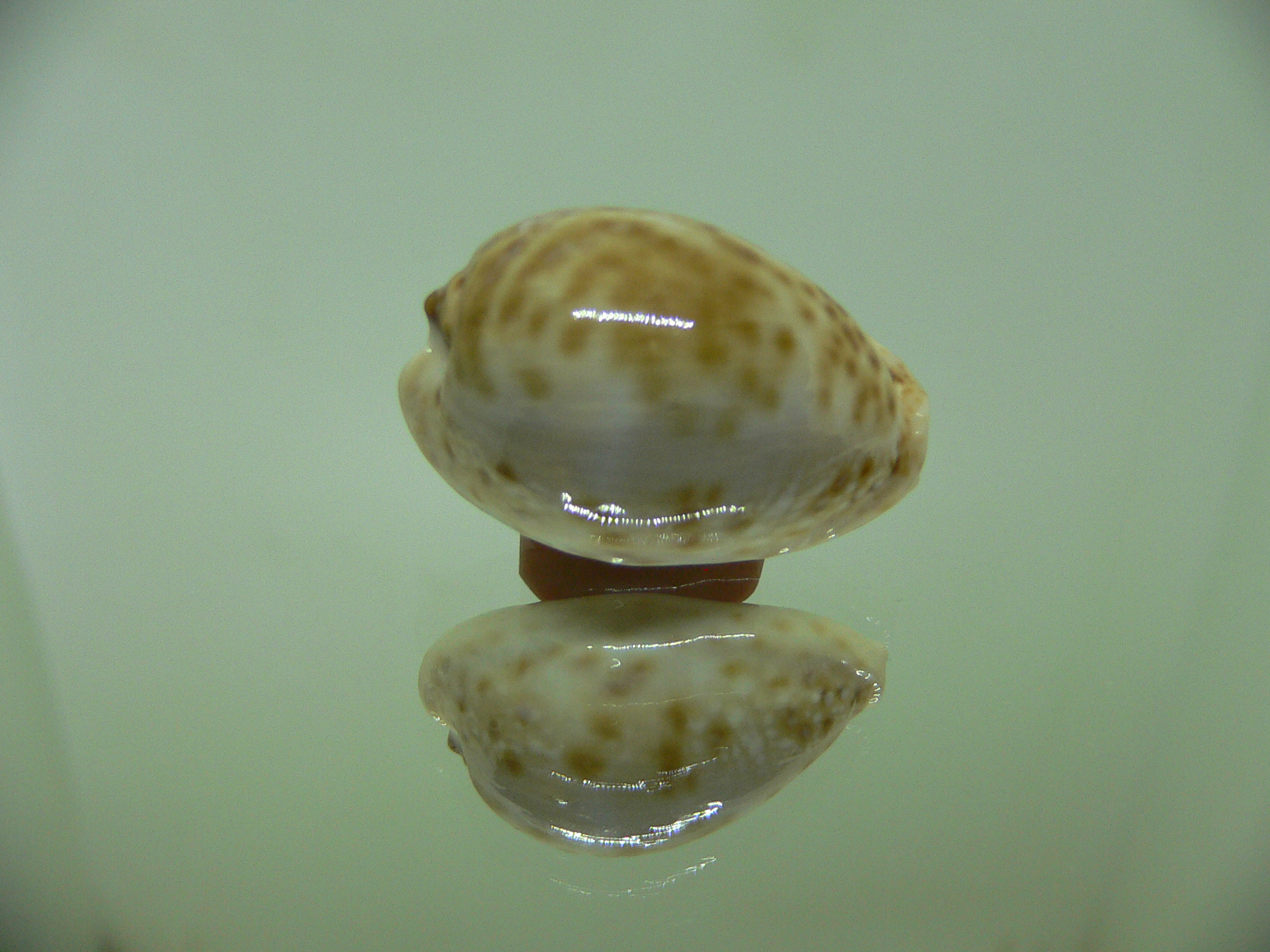 Cypraea marginalis BLUE