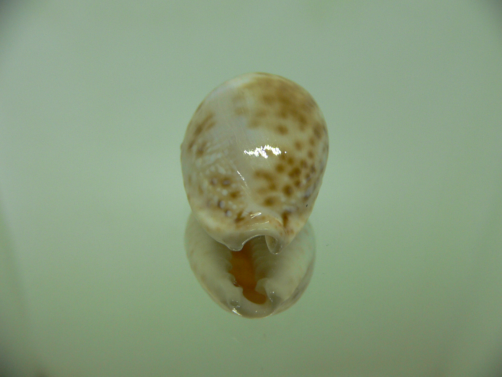 Cypraea marginalis BLUE