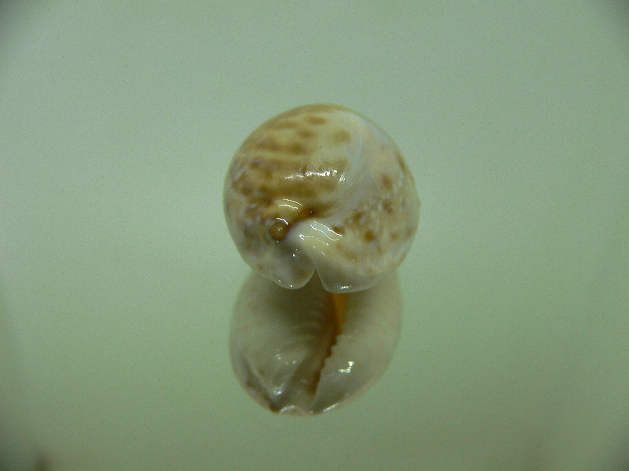 Cypraea marginalis BLUE