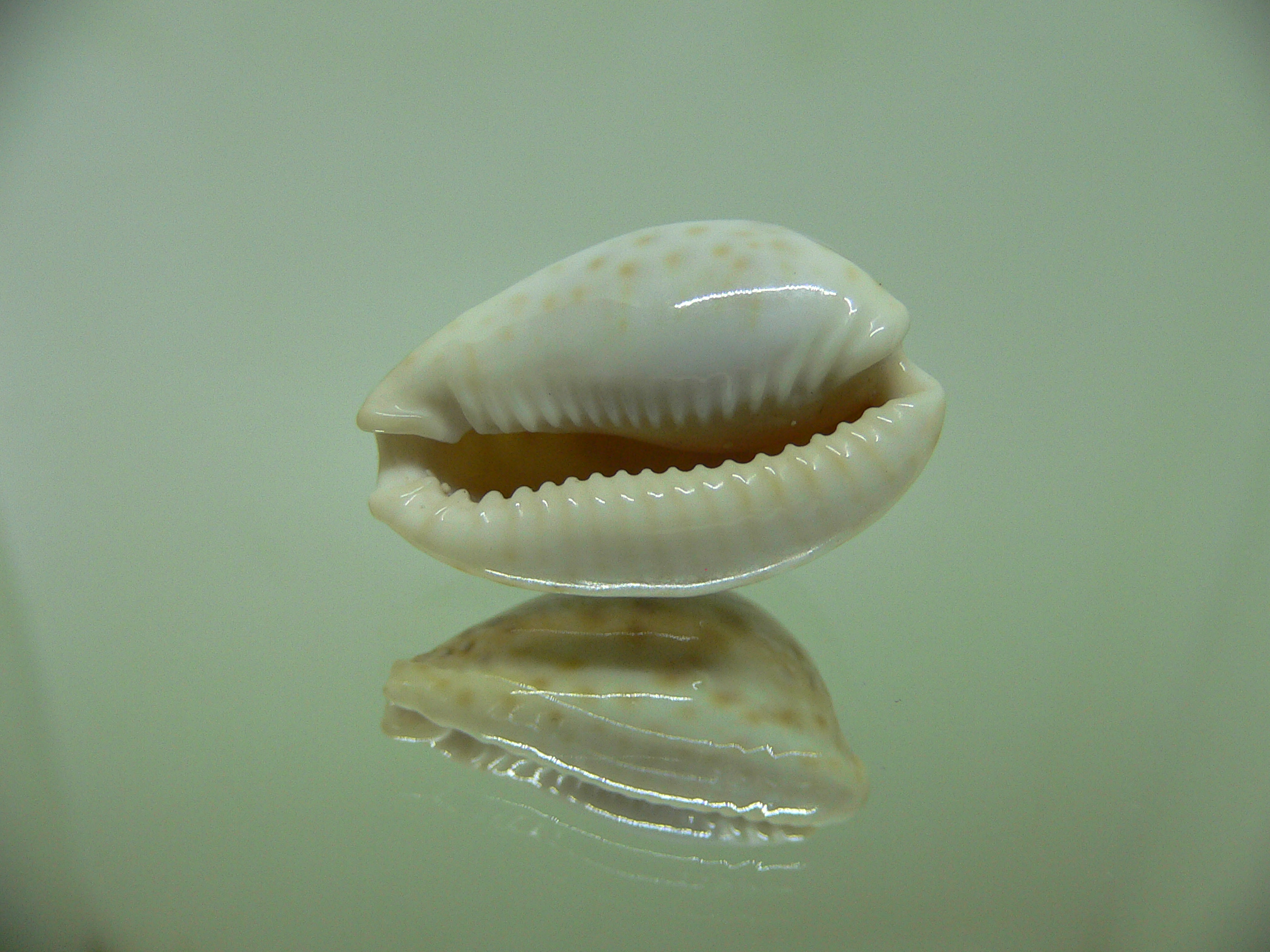 Cypraea marginalis BLUE