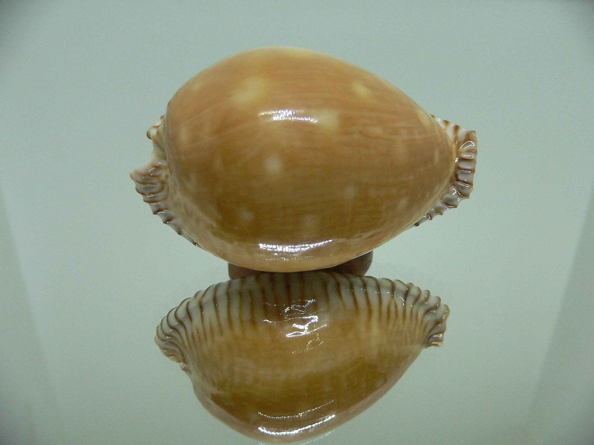 Cypraea guttata azumai WIDE & SUPER