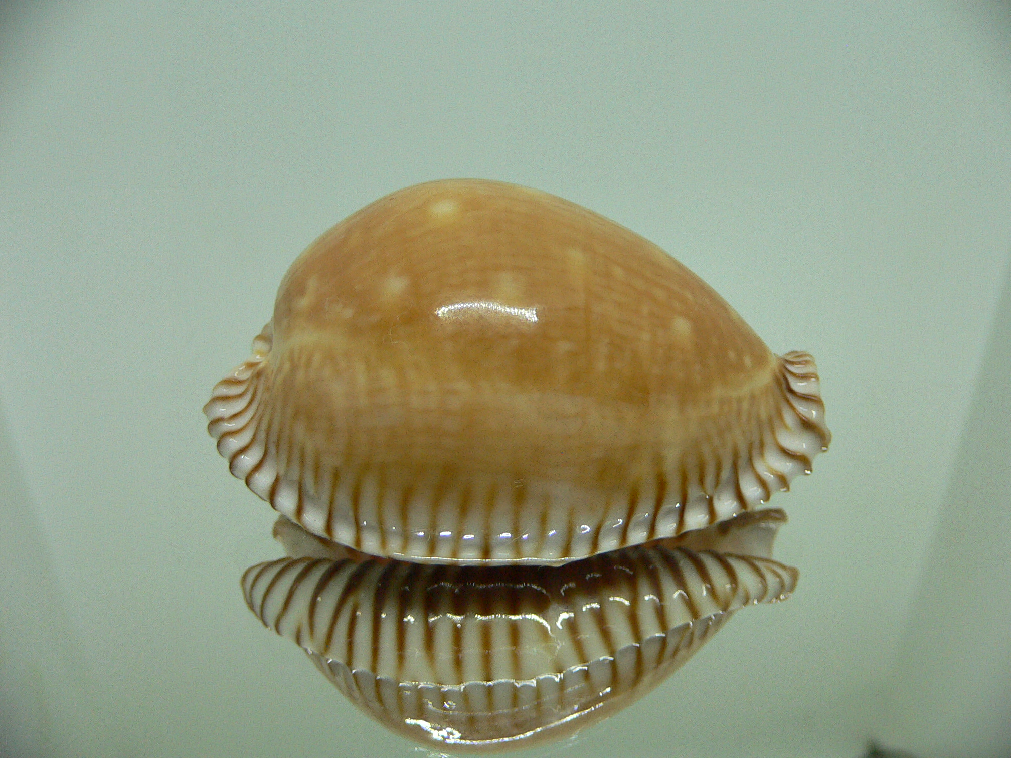 Cypraea guttata azumai WIDE & SUPER