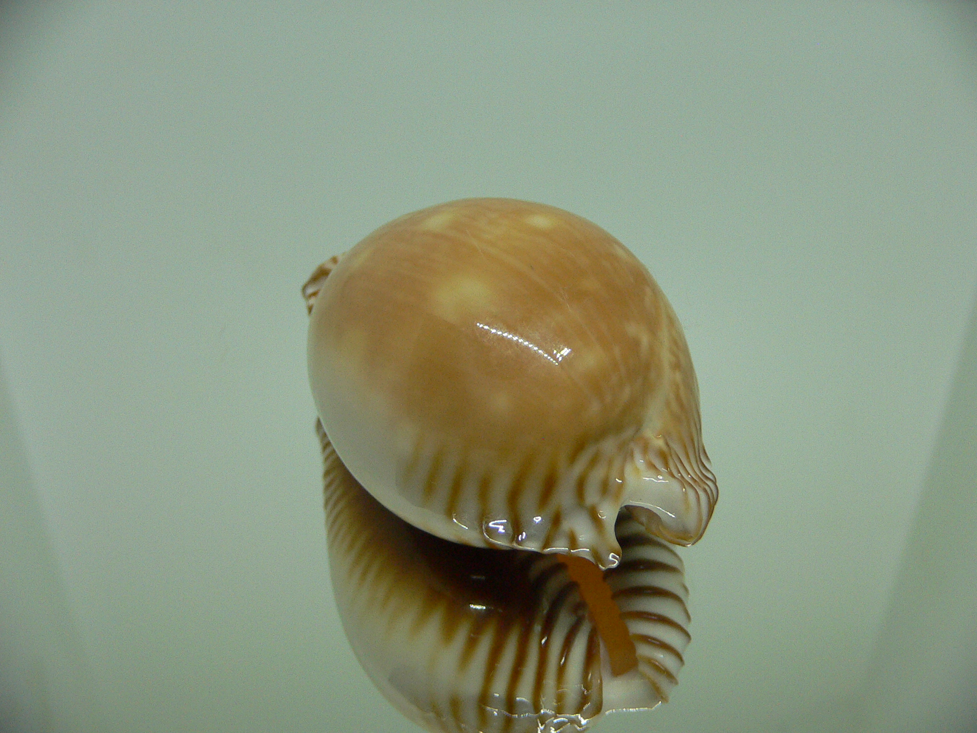 Cypraea guttata azumai WIDE & SUPER