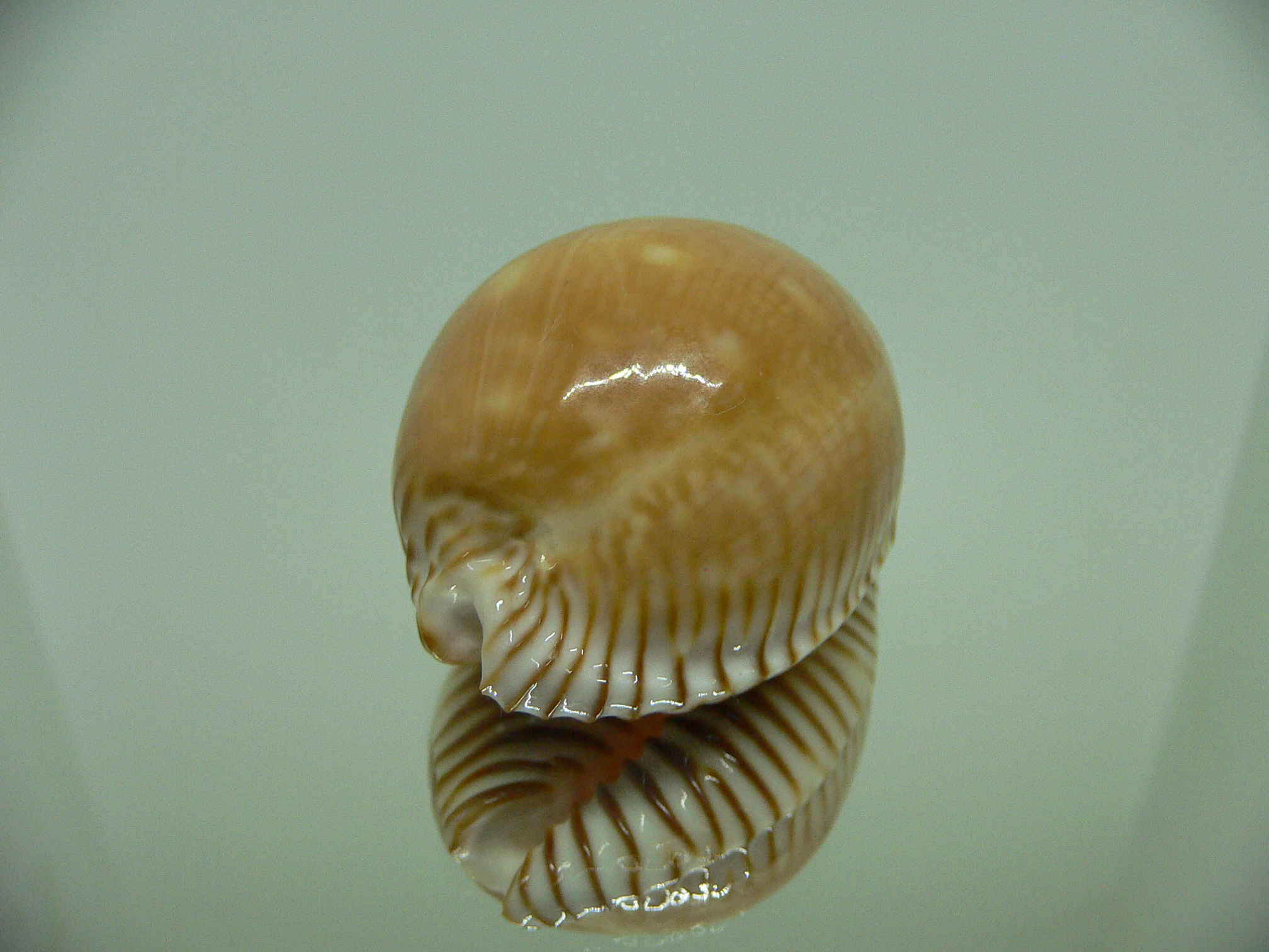 Cypraea guttata azumai WIDE & SUPER