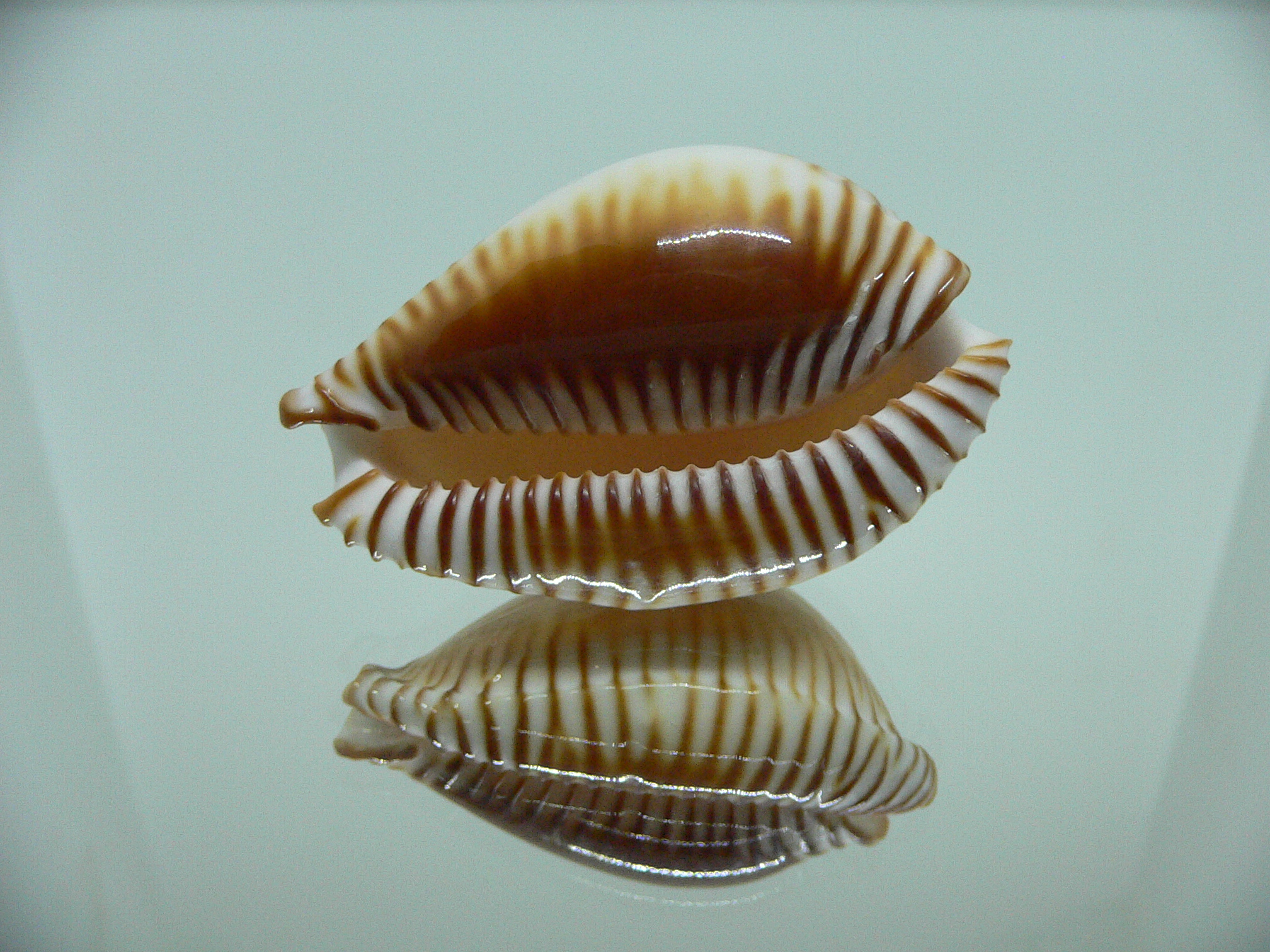 Cypraea guttata azumai WIDE & SUPER
