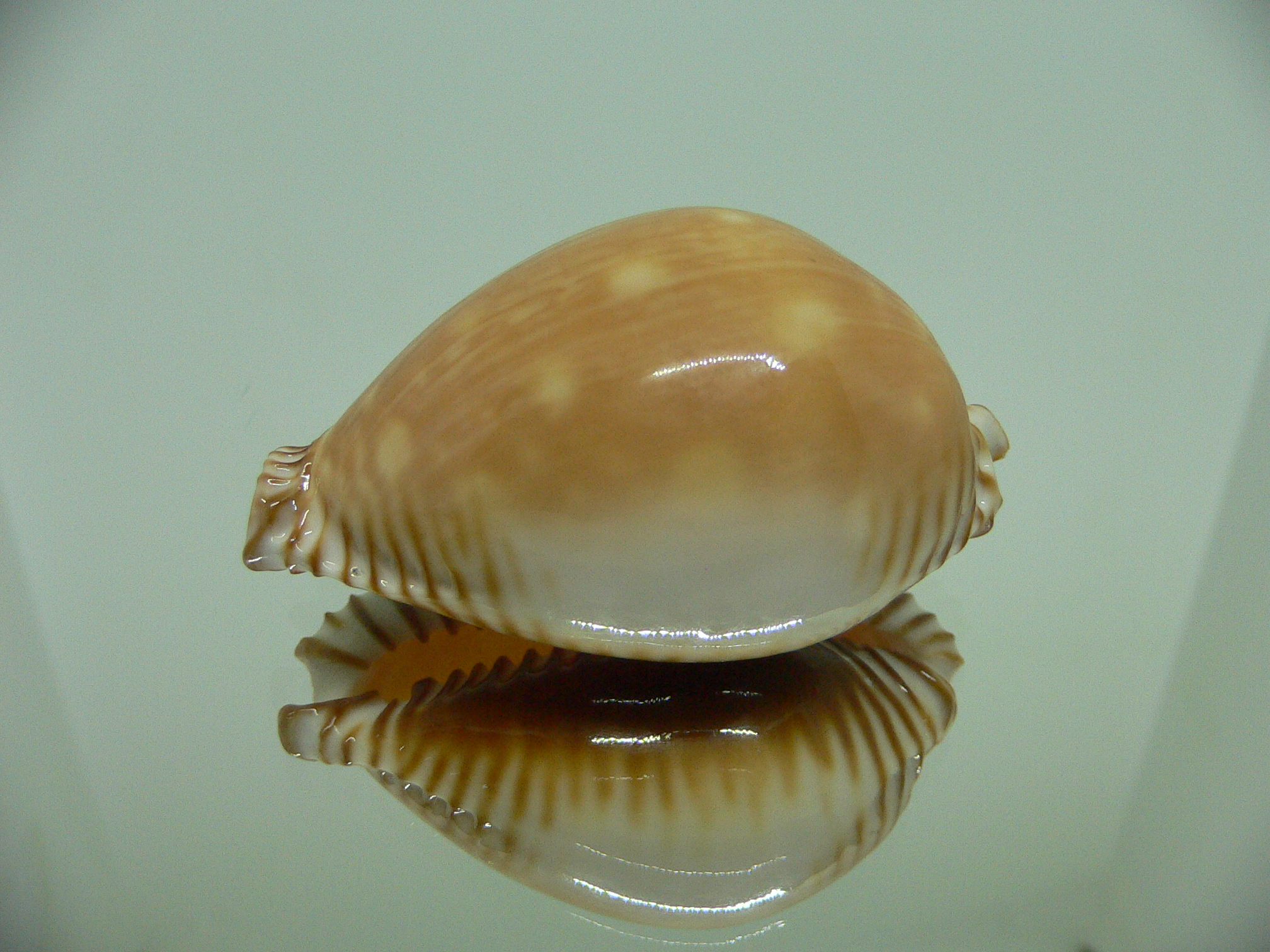 Cypraea guttata azumai WIDE & SUPER