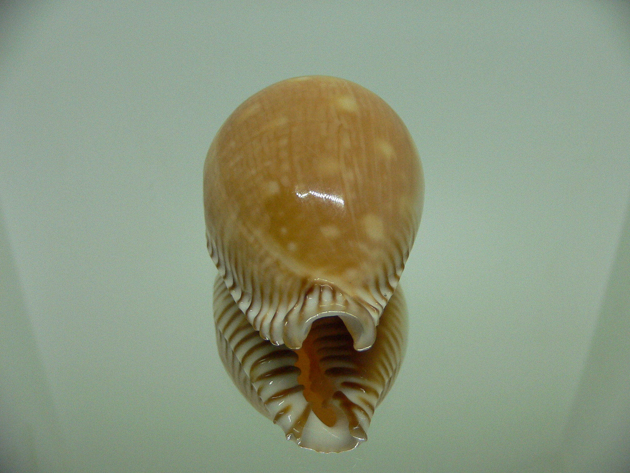 Cypraea guttata azumai WIDE & SUPER