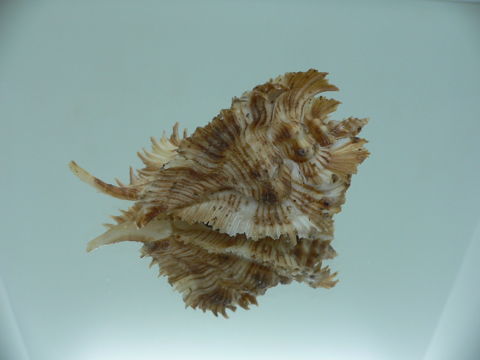 Chicoreus miyokoae BIG & CURLY