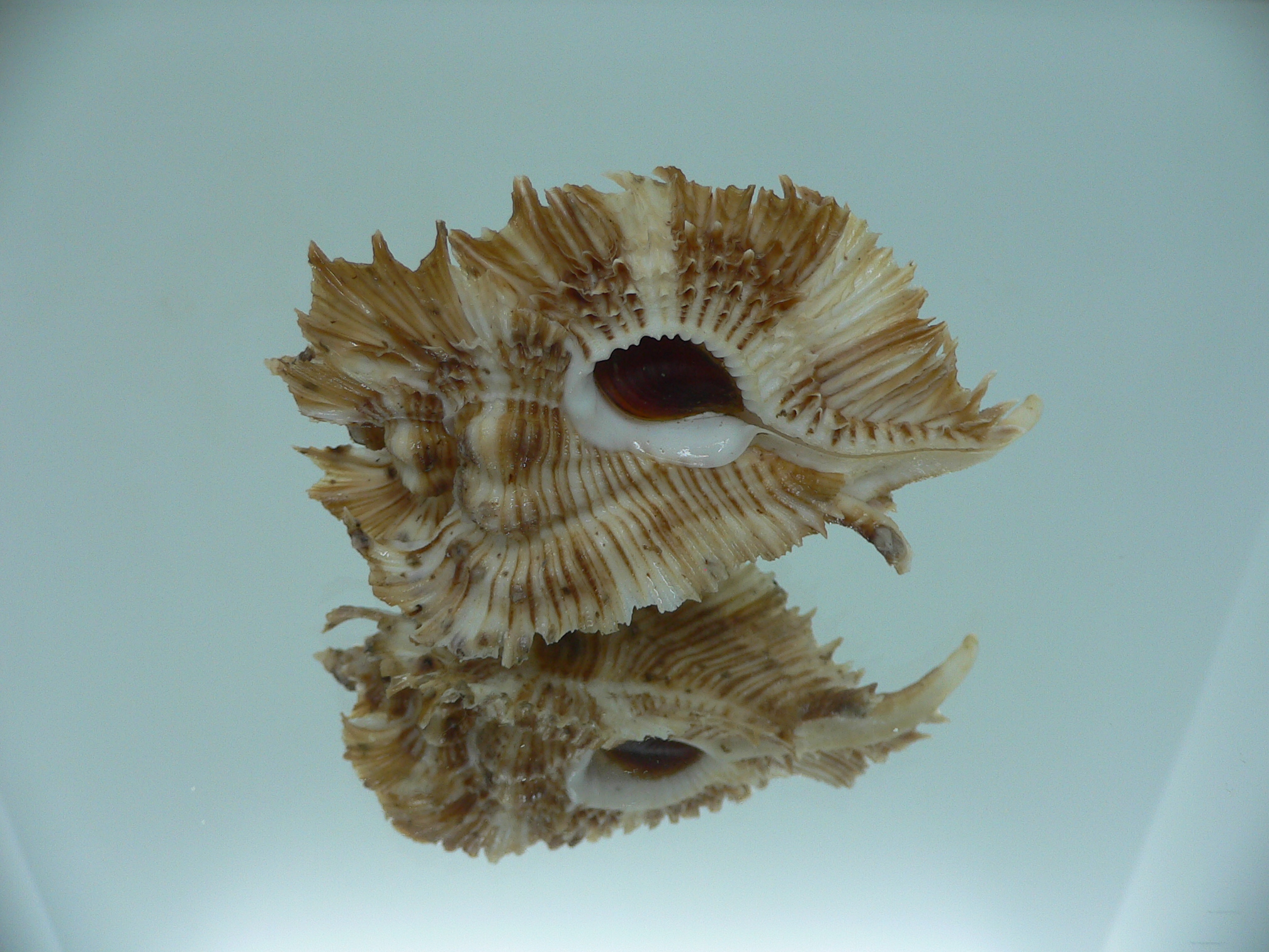 Chicoreus miyokoae BIG & CURLY