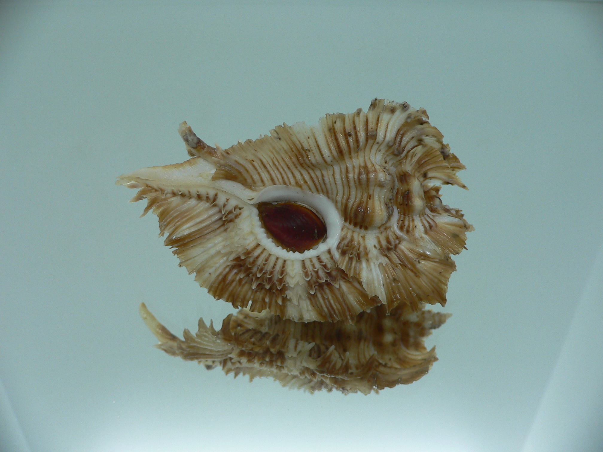 Chicoreus miyokoae BIG & CURLY