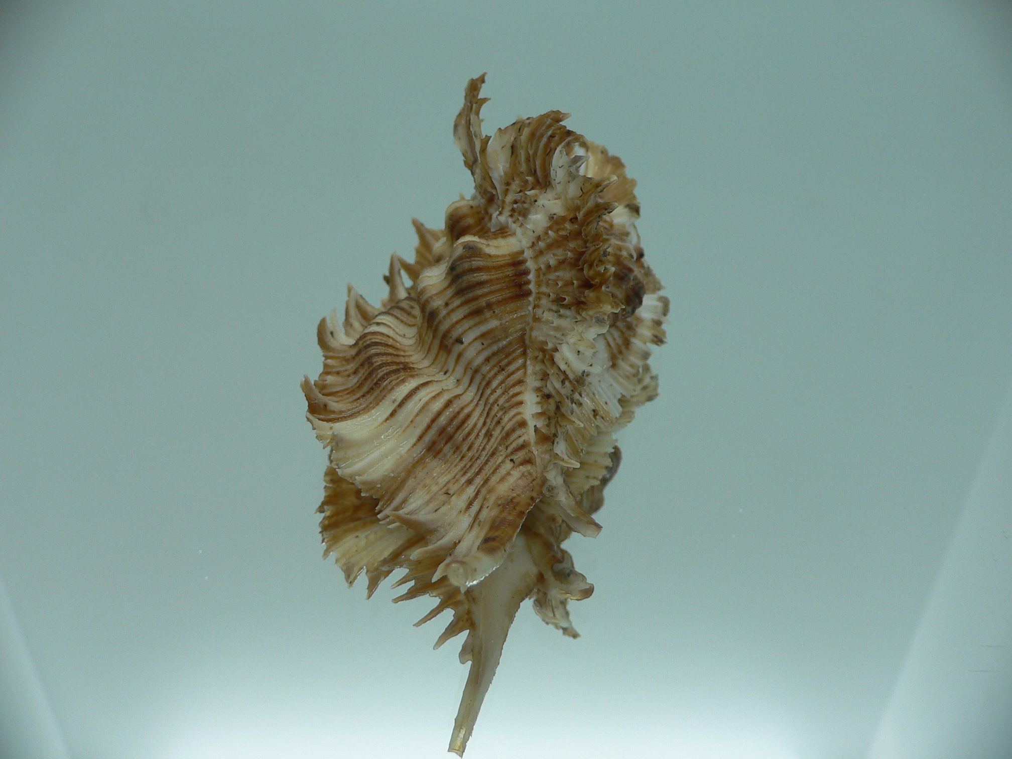 Chicoreus miyokoae BIG & CURLY