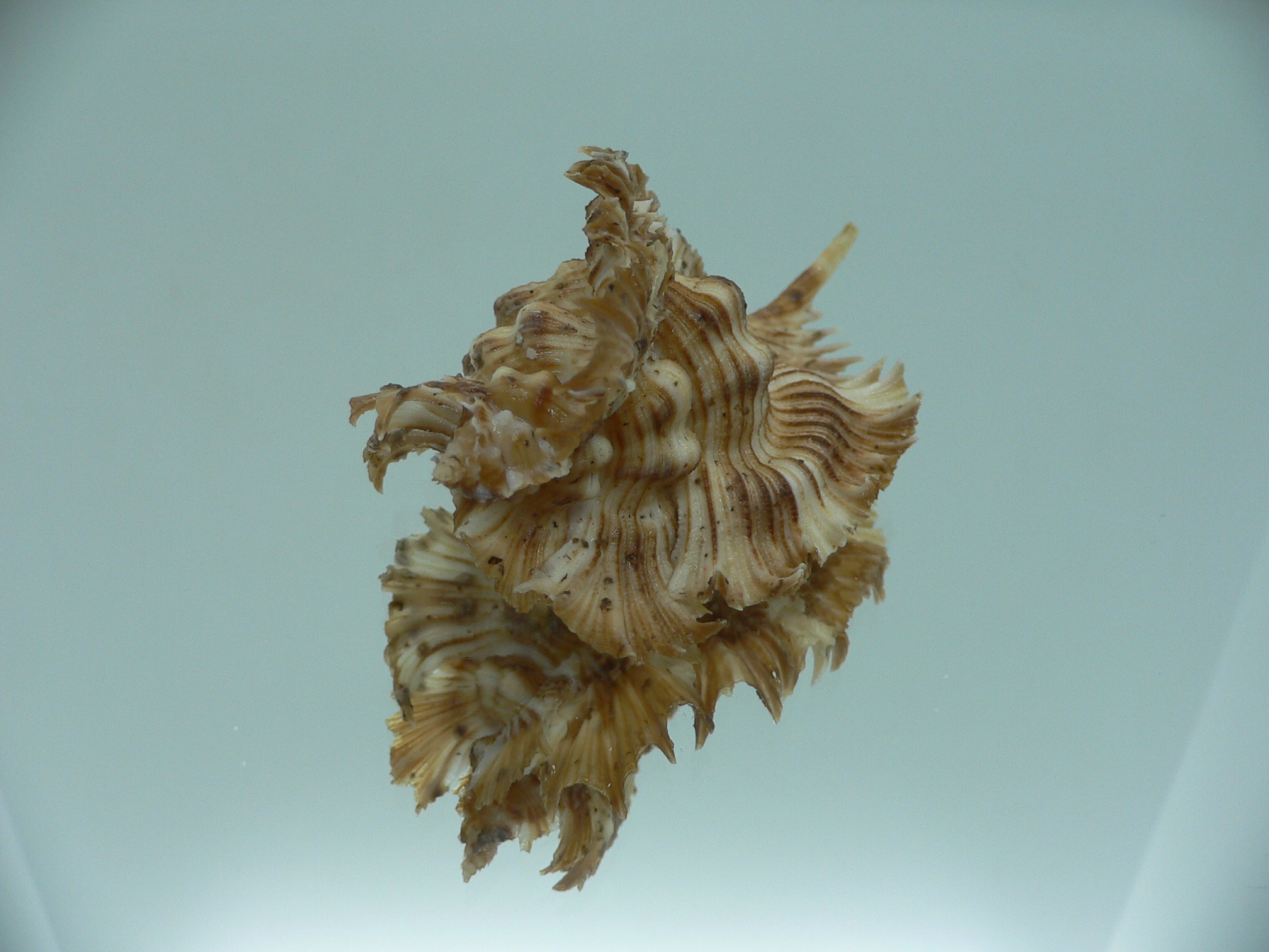 Chicoreus miyokoae BIG & CURLY