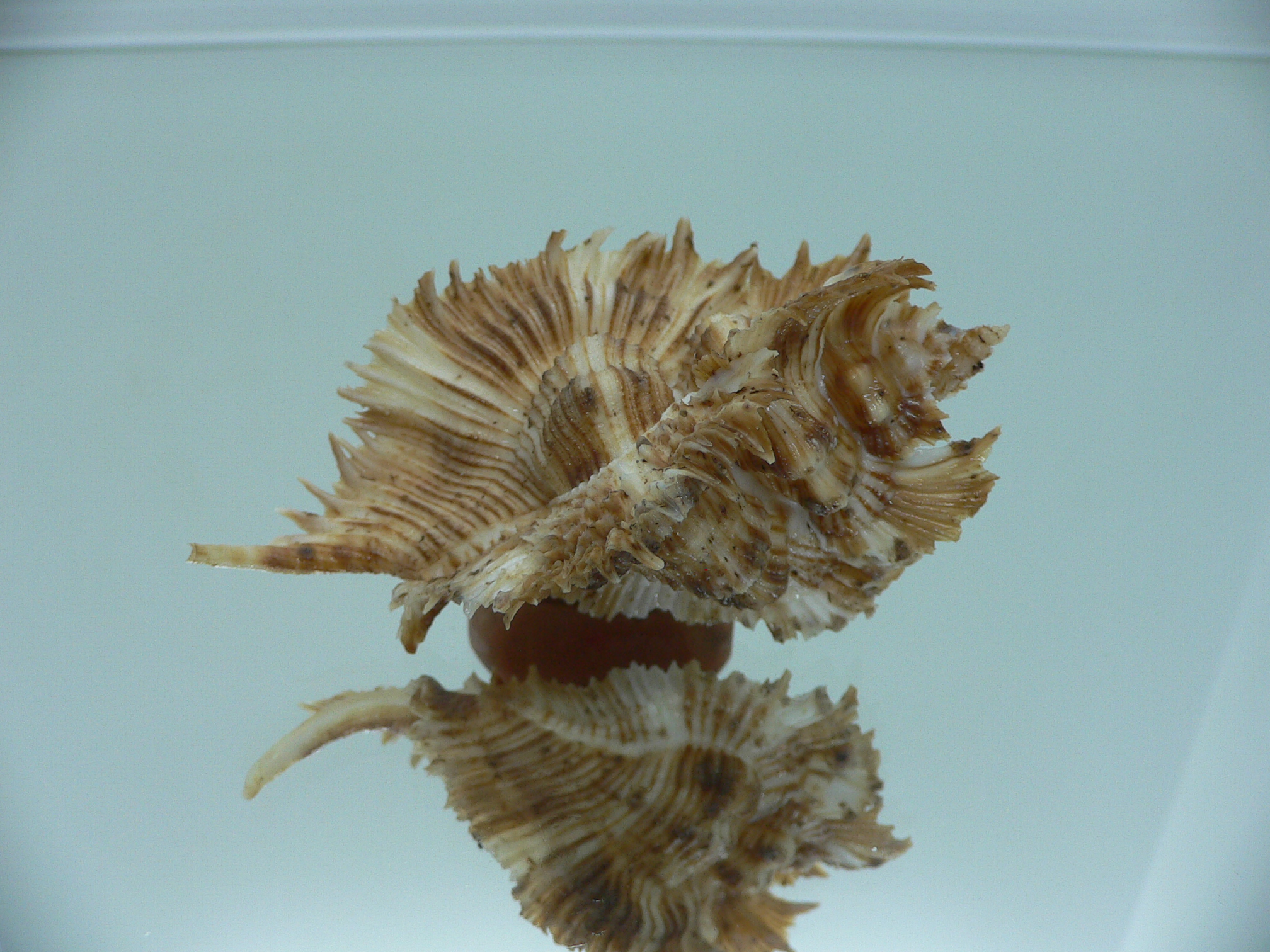 Chicoreus miyokoae BIG & CURLY