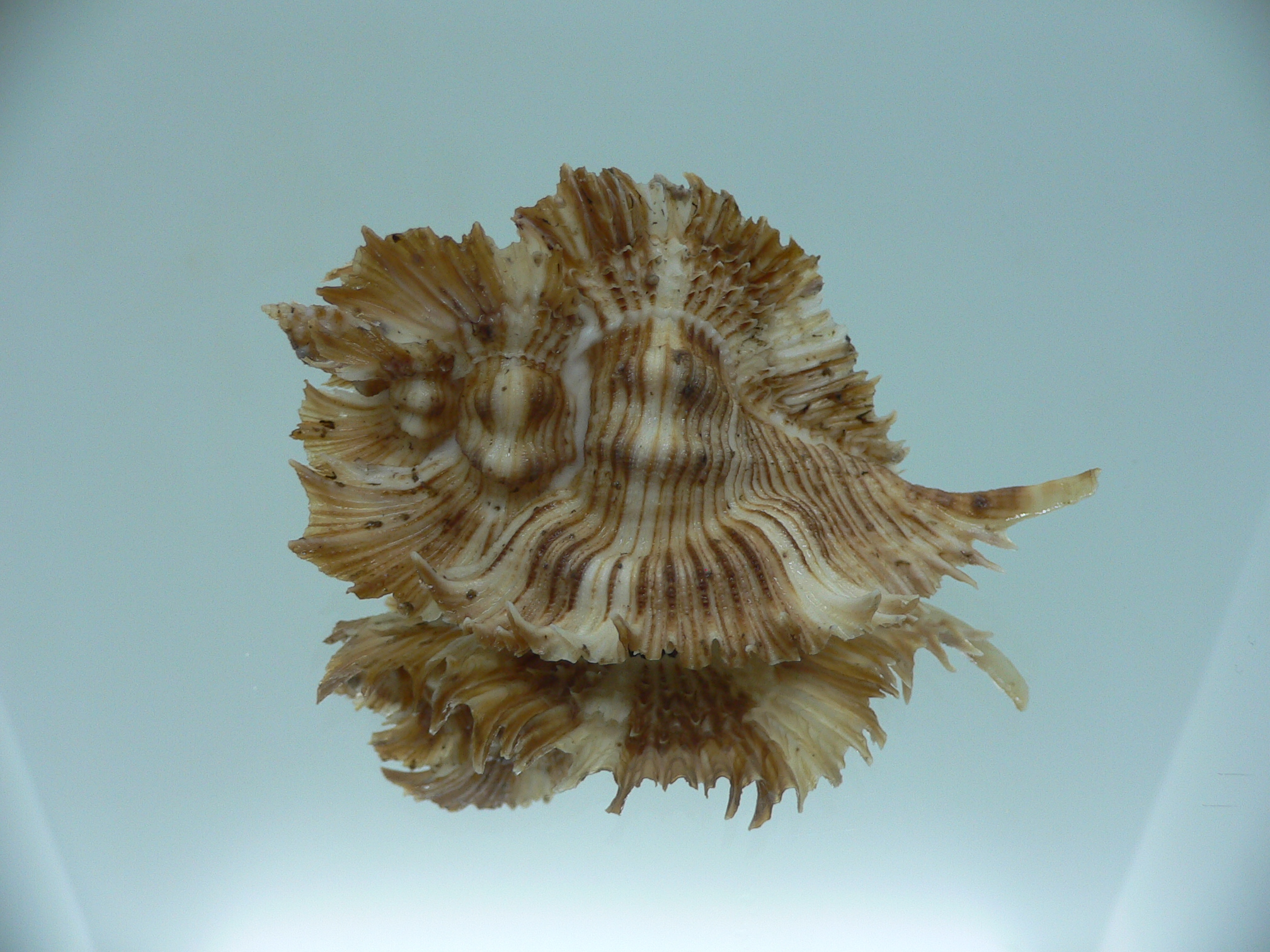Chicoreus miyokoae BIG & CURLY