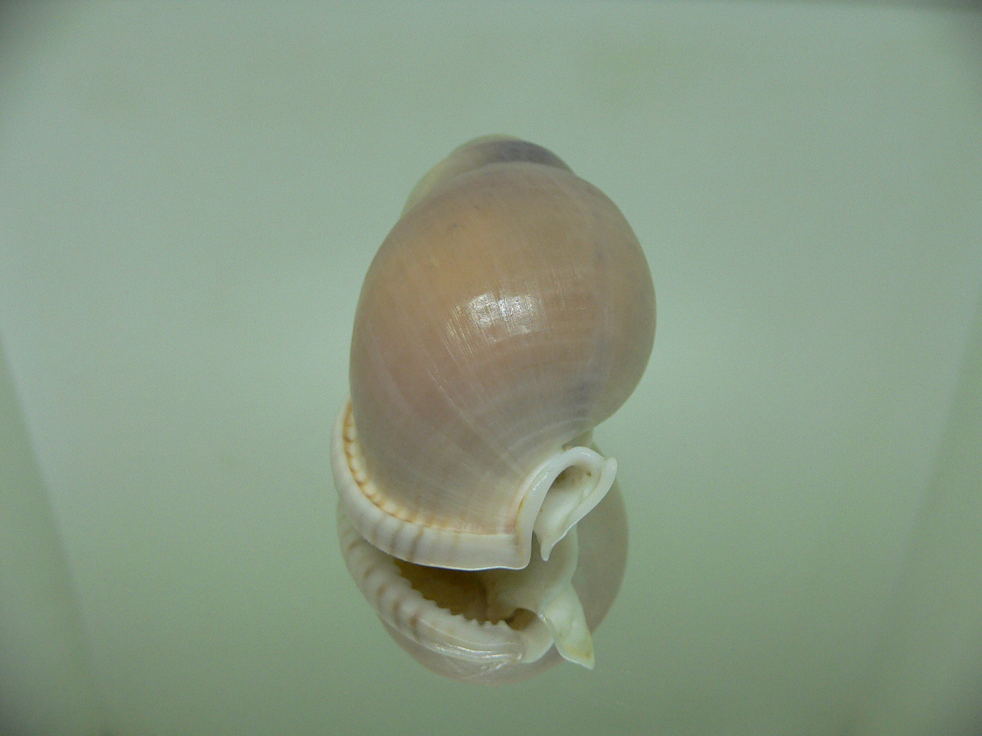 Semicassis bulla BIG & ELONGATE