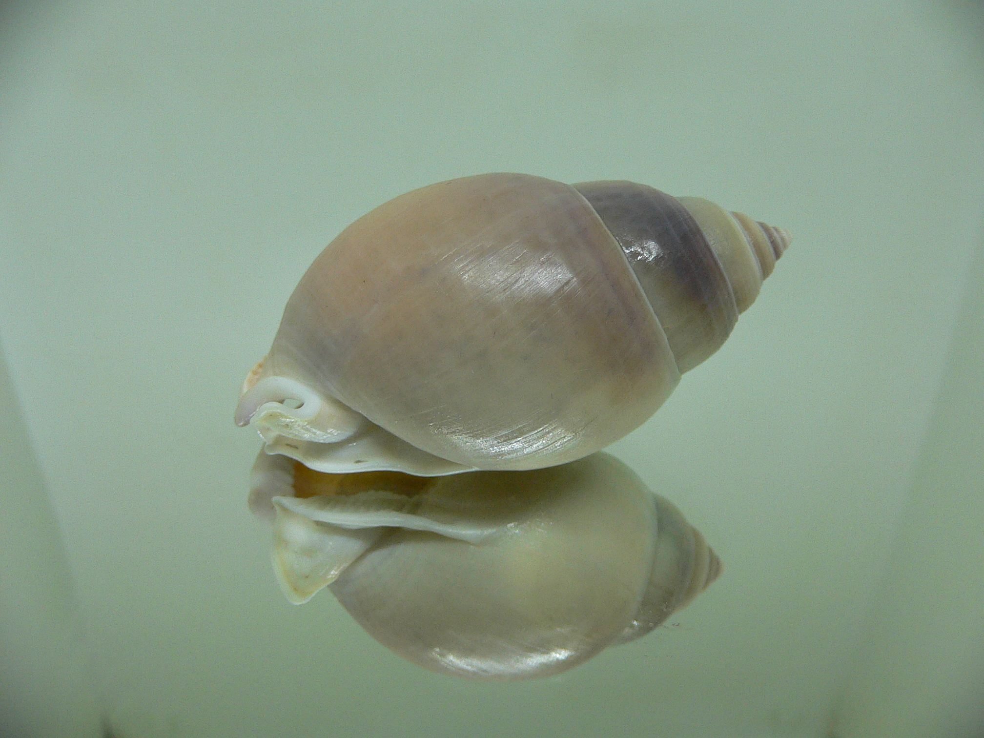 Semicassis bulla BIG & ELONGATE