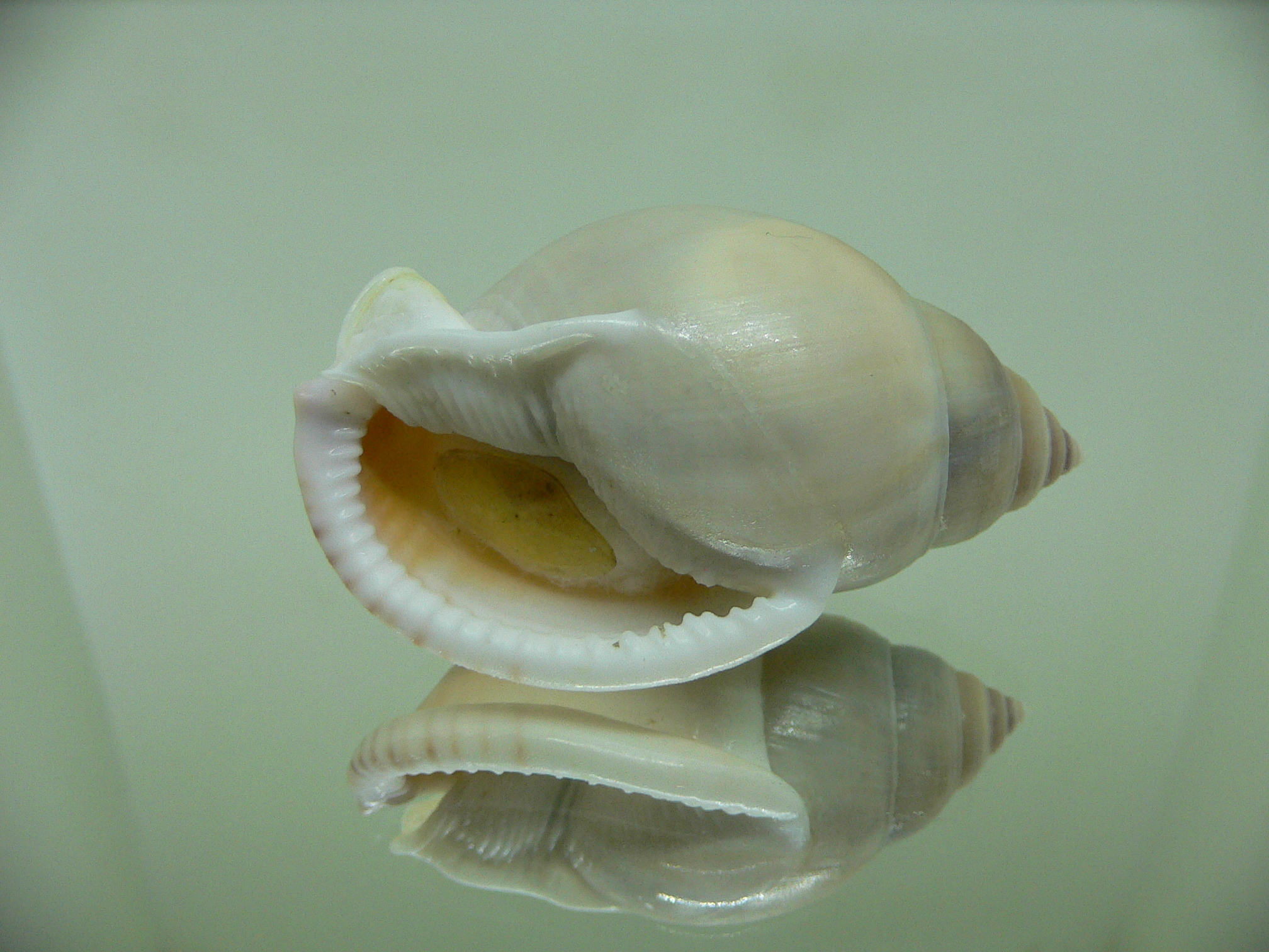 Semicassis bulla BIG & ELONGATE