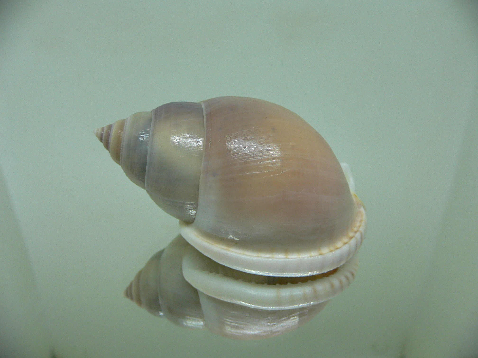 Semicassis bulla BIG & ELONGATE