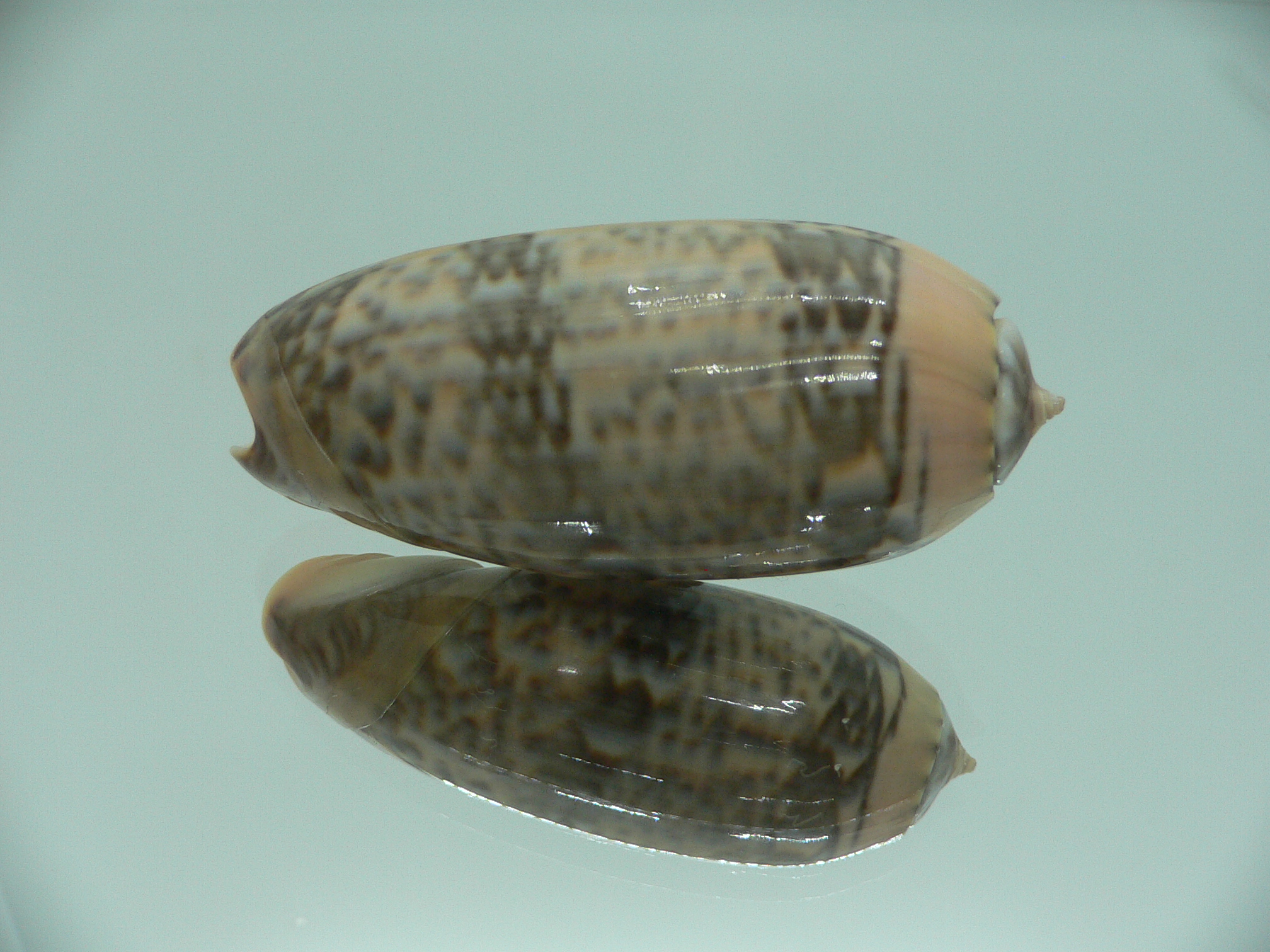 Oliva lignaria BIG & RARE