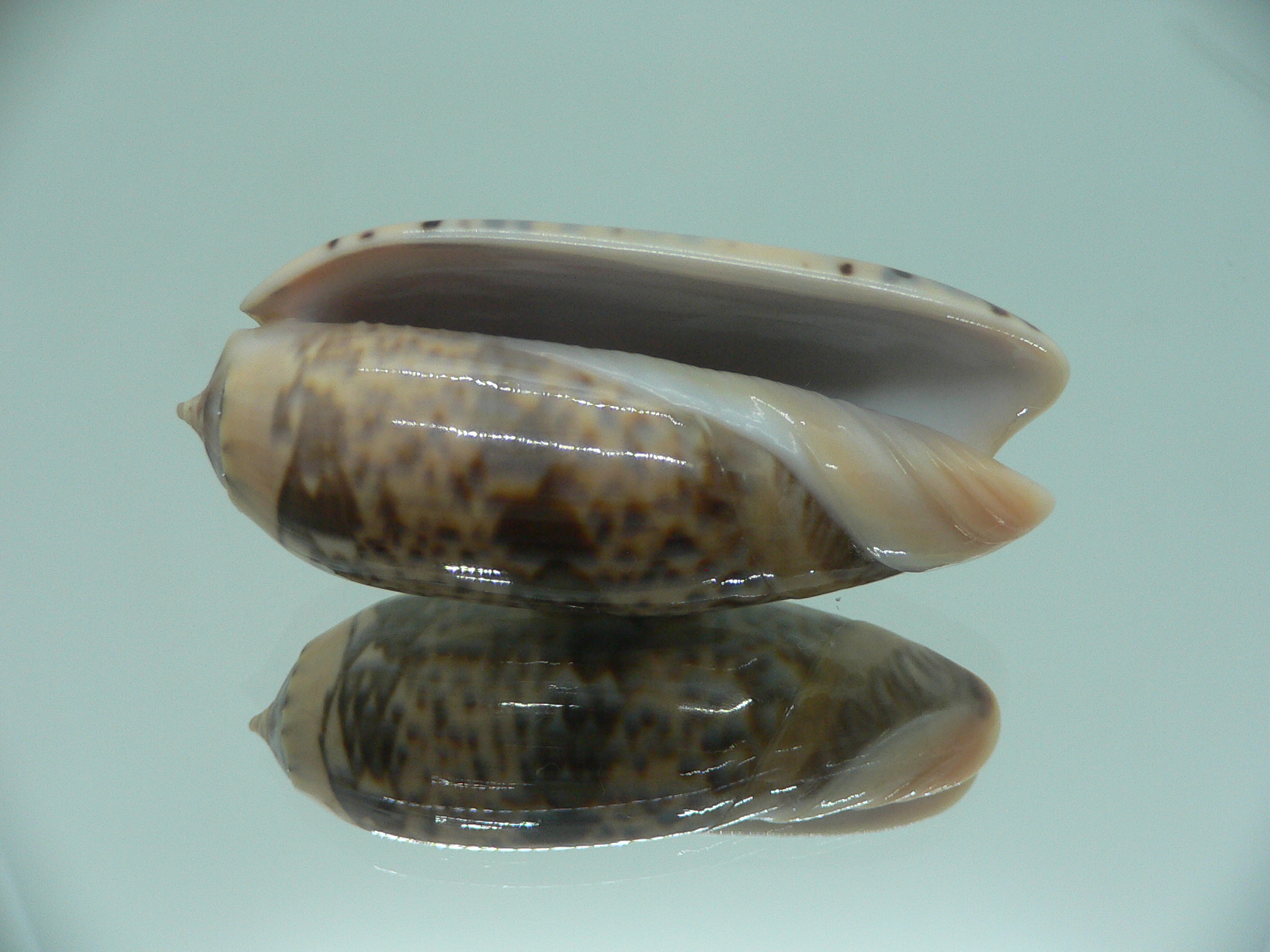 Oliva lignaria BIG & RARE